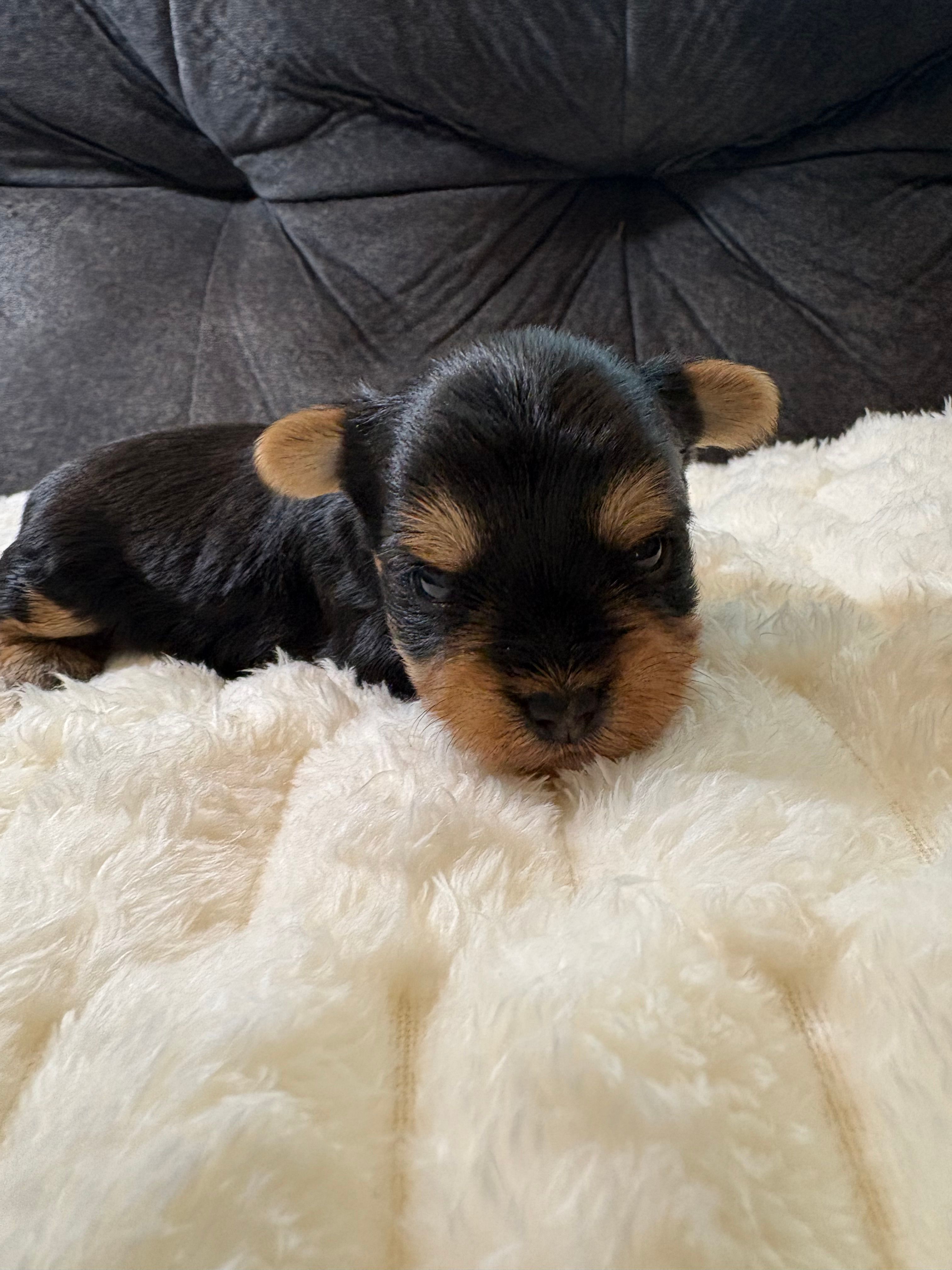 Leonardo DiCaprio  – Yorkshire Terrier puppy for sale in San Antonio, TX