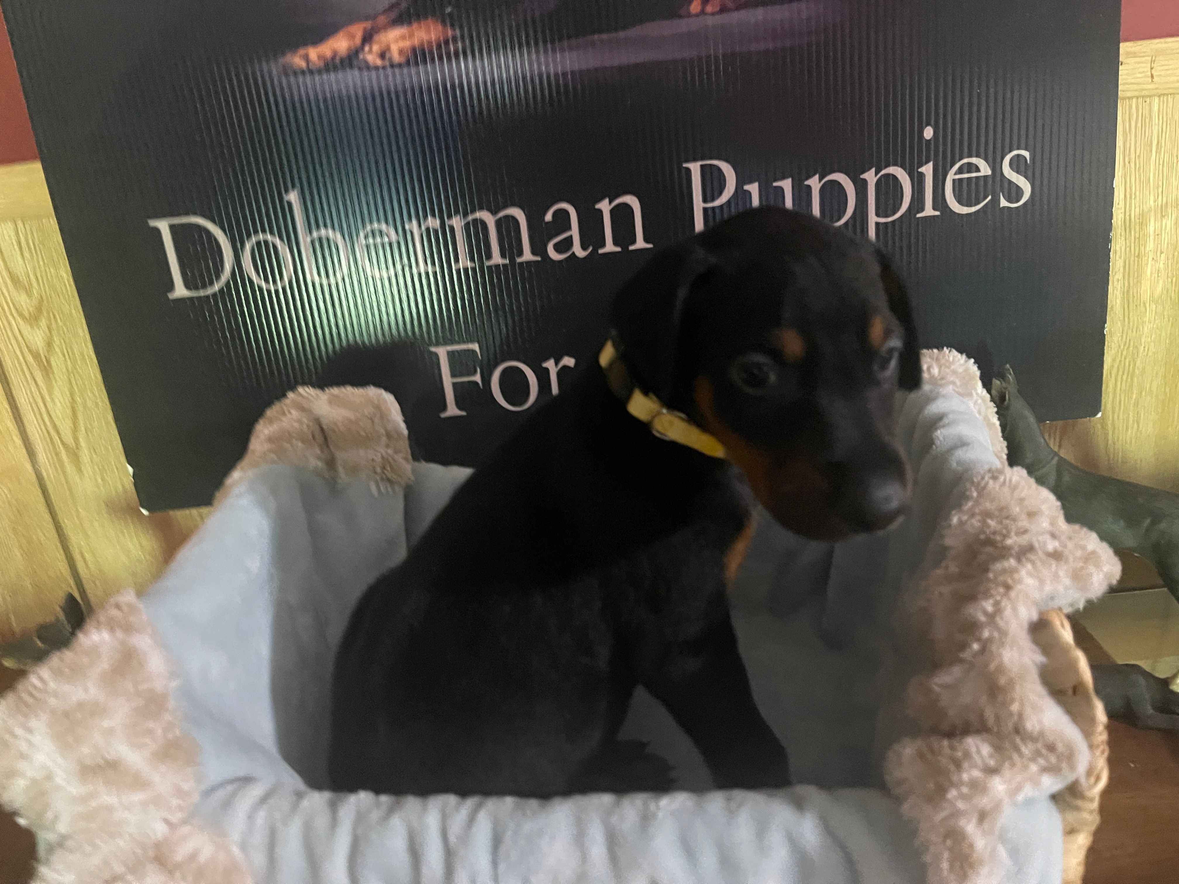 Yellow collar – Doberman Pinscher puppy for sale in Palestine, TX