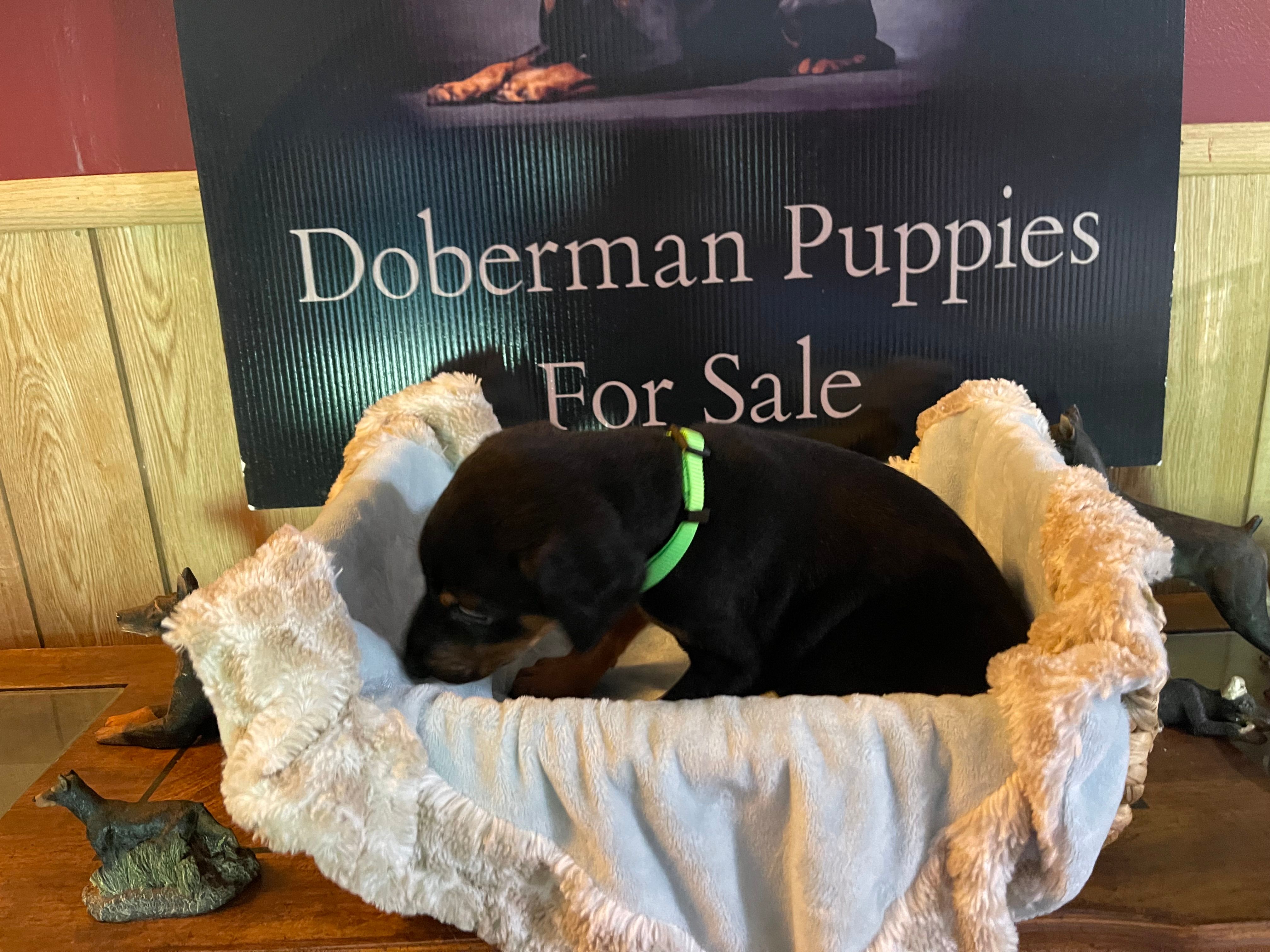 Lime green – Doberman Pinscher puppy for sale in Palestine, TX