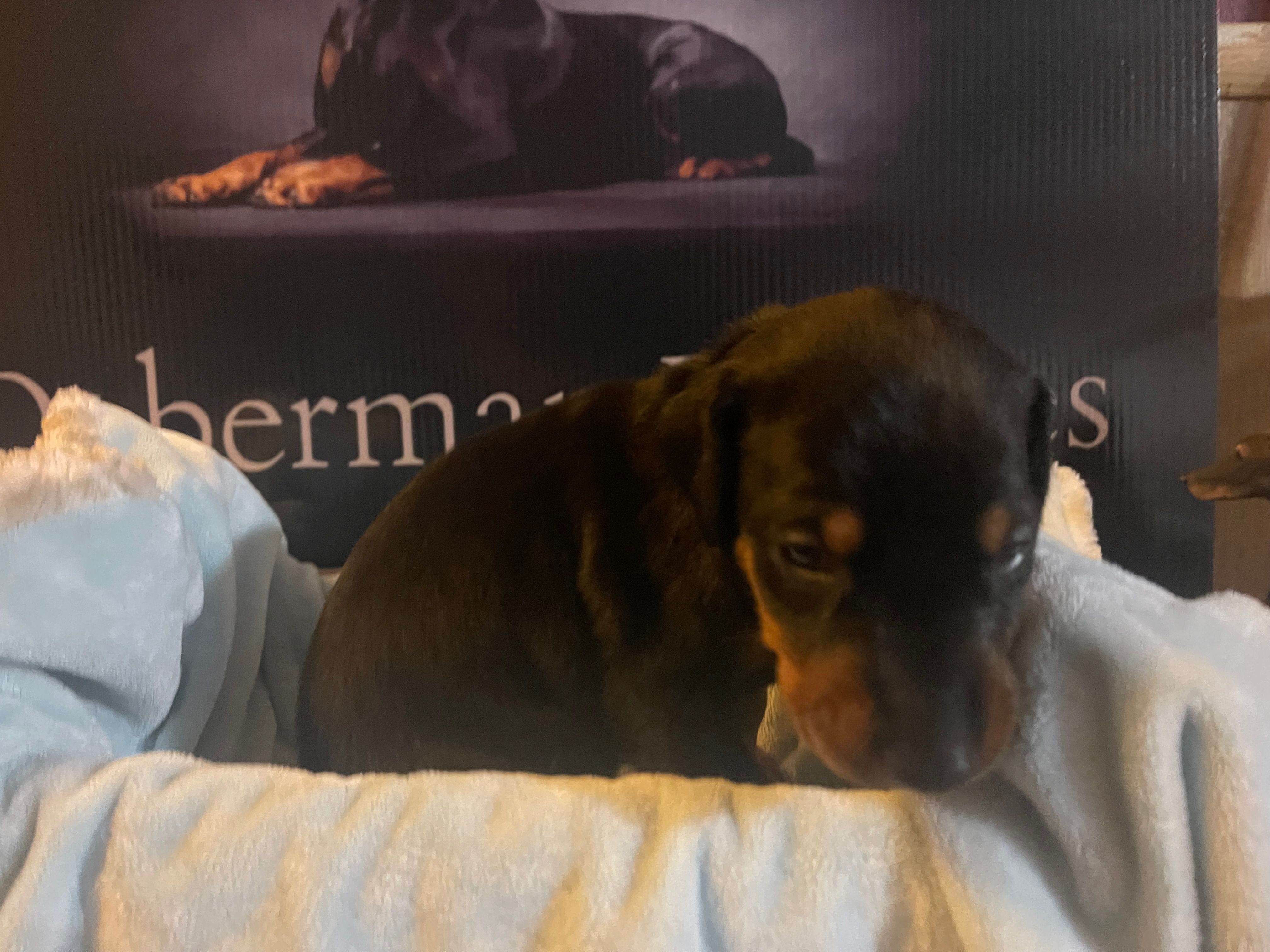 Purple Collar – Doberman Pinscher puppy for sale in Palestine, TX