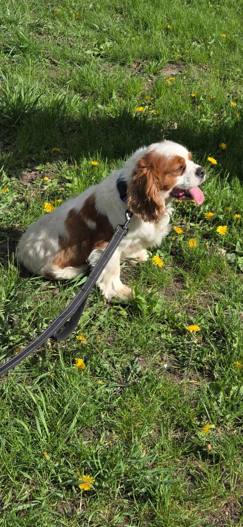 Carter  – Cavalier King Charles Spaniel puppy for sale in Mountain Lake, MN