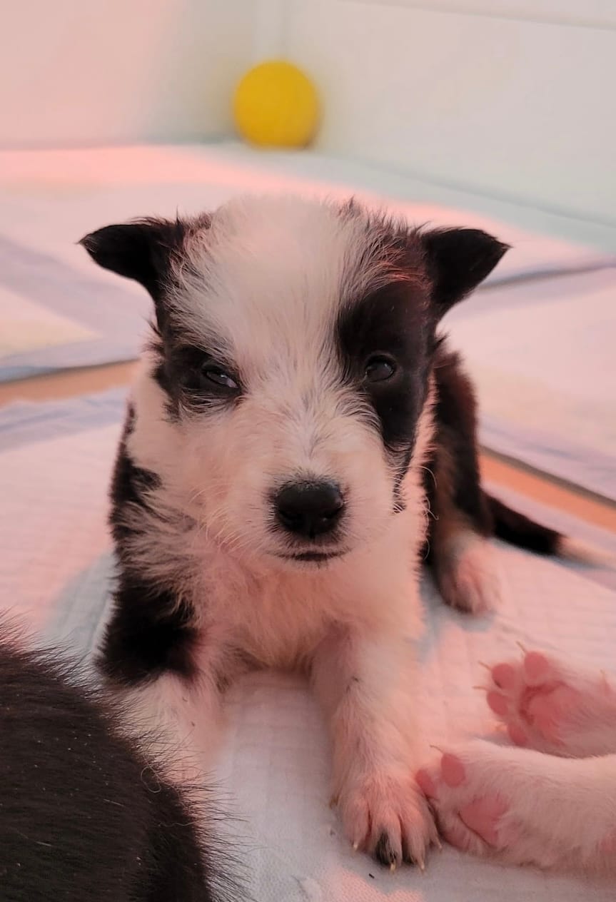 Puppy #1 Runt – Dalmatian, Collie puppy for sale in Fredericksburg, TX