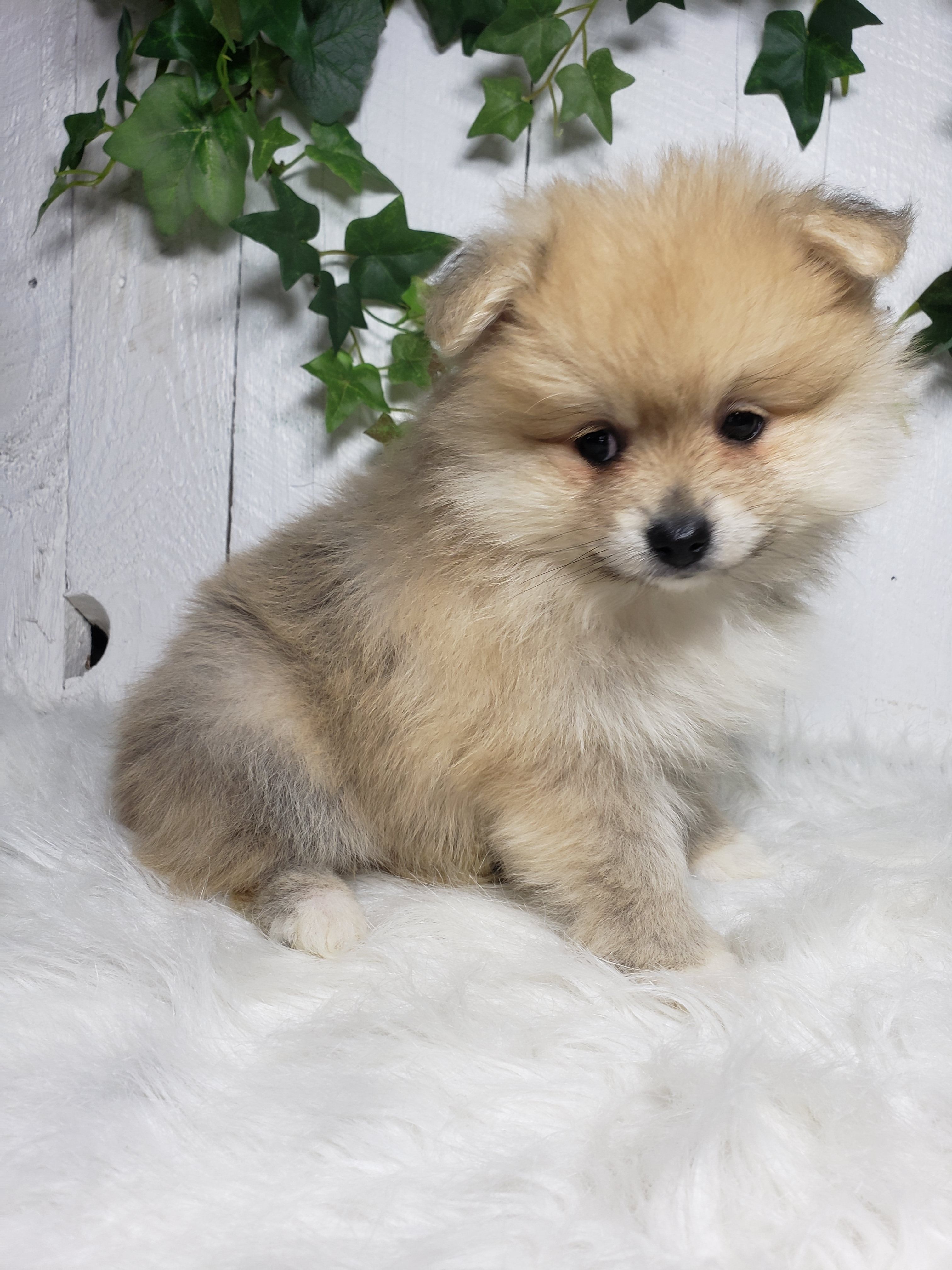Carla  – Pomeranian puppy for sale in Sugarcreek, OH