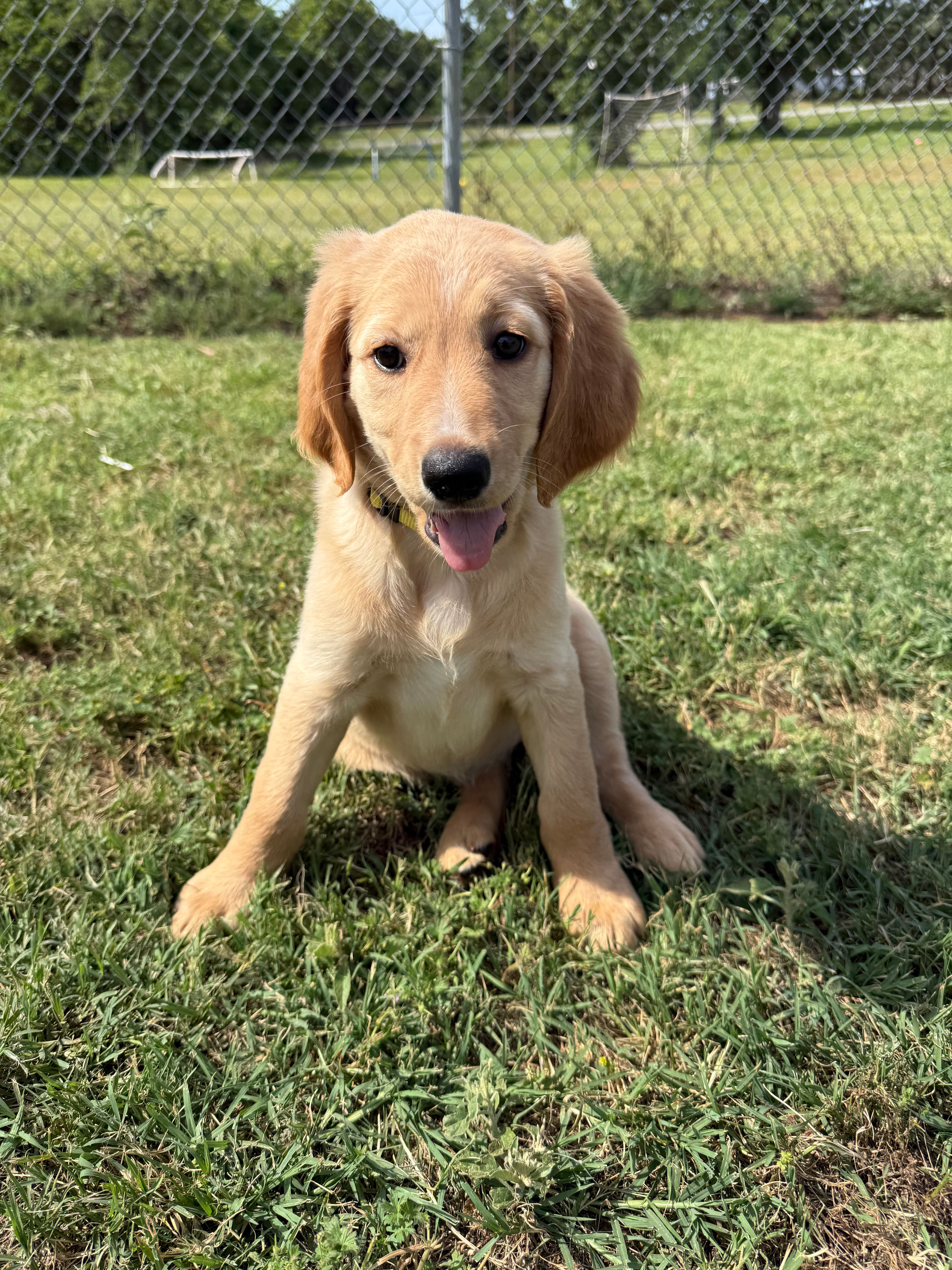 Yellow – Goldendoodle puppy for sale in Wellston, OK