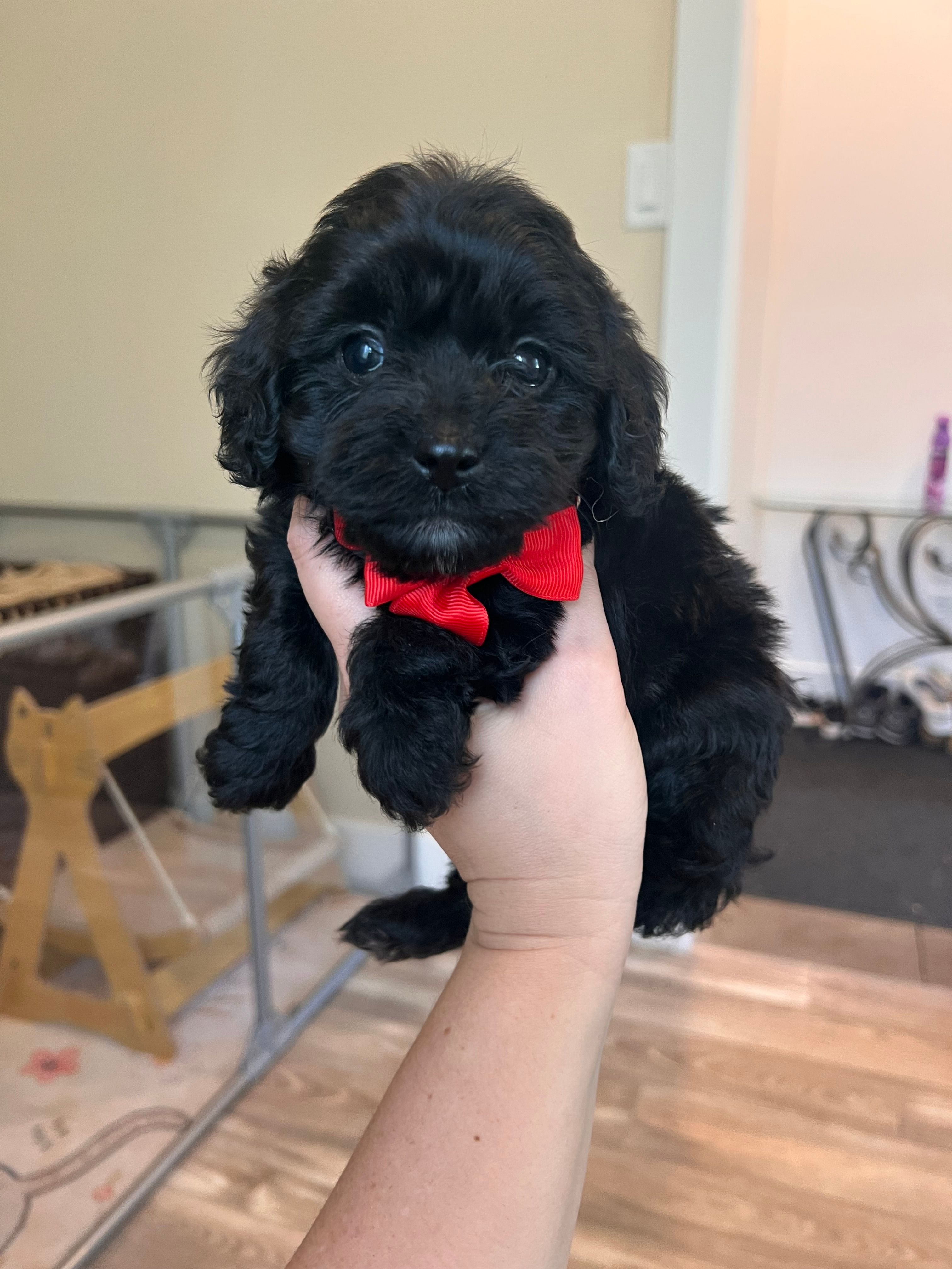 Male 1  – Cavapoo, Poodle - Toy  puppy for sale in Belding, MI