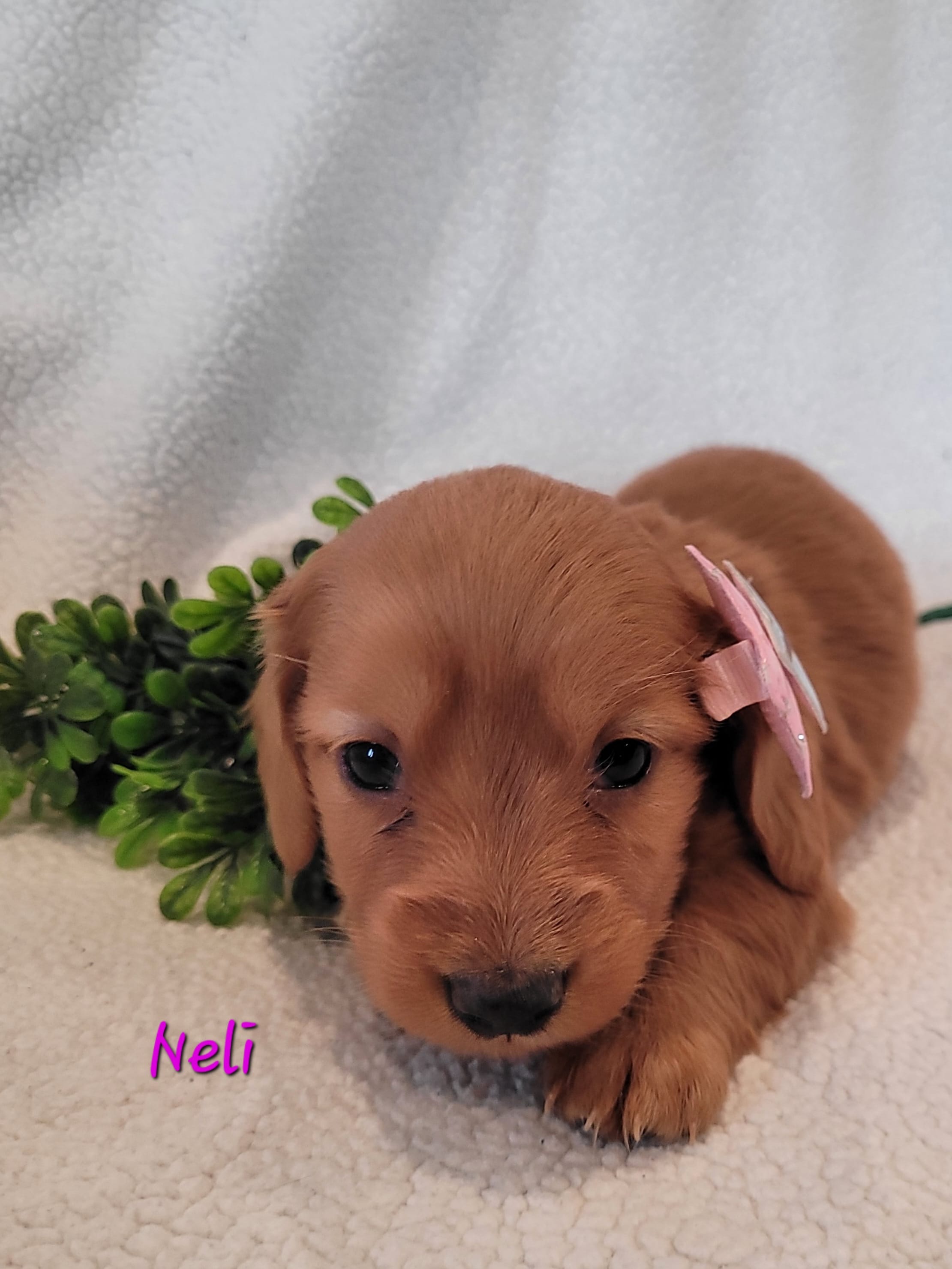 AKC Neli – Dachshund puppy for sale in Sparta, WI