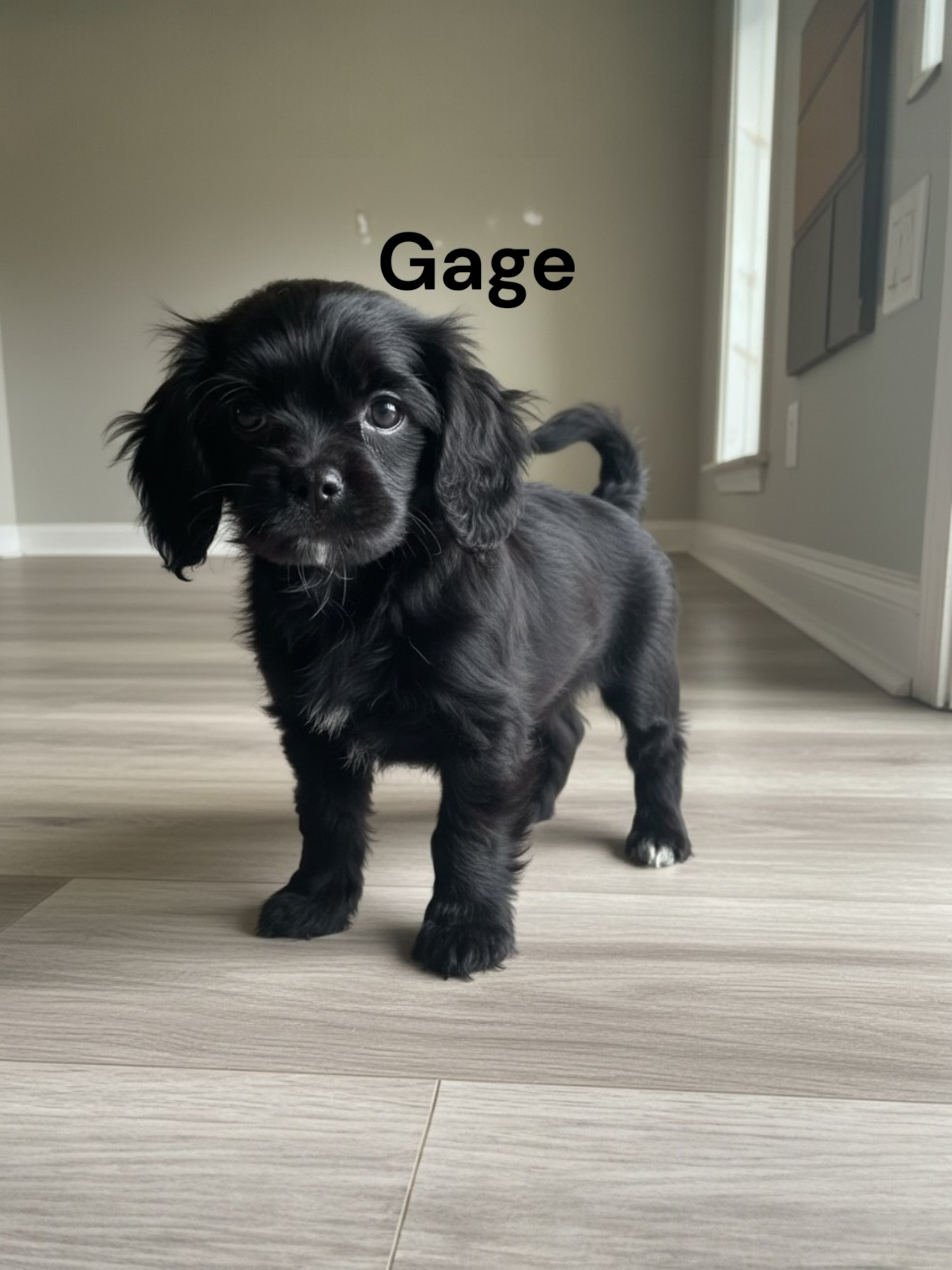 Gage (solid Black) – Cavalier King Charles Spaniel puppy for sale in DeMotte, IN