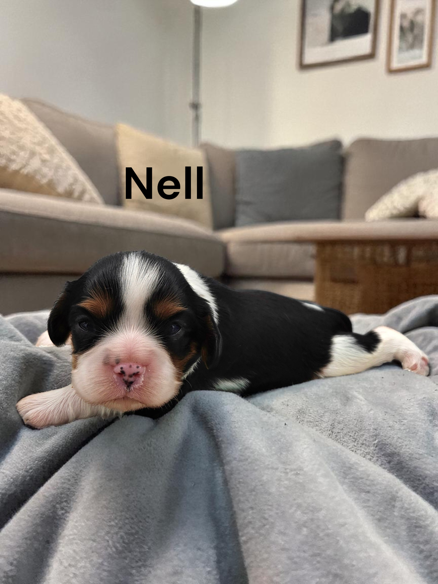 Nell – Cavalier King Charles Spaniel puppy for sale in DeMotte, IN