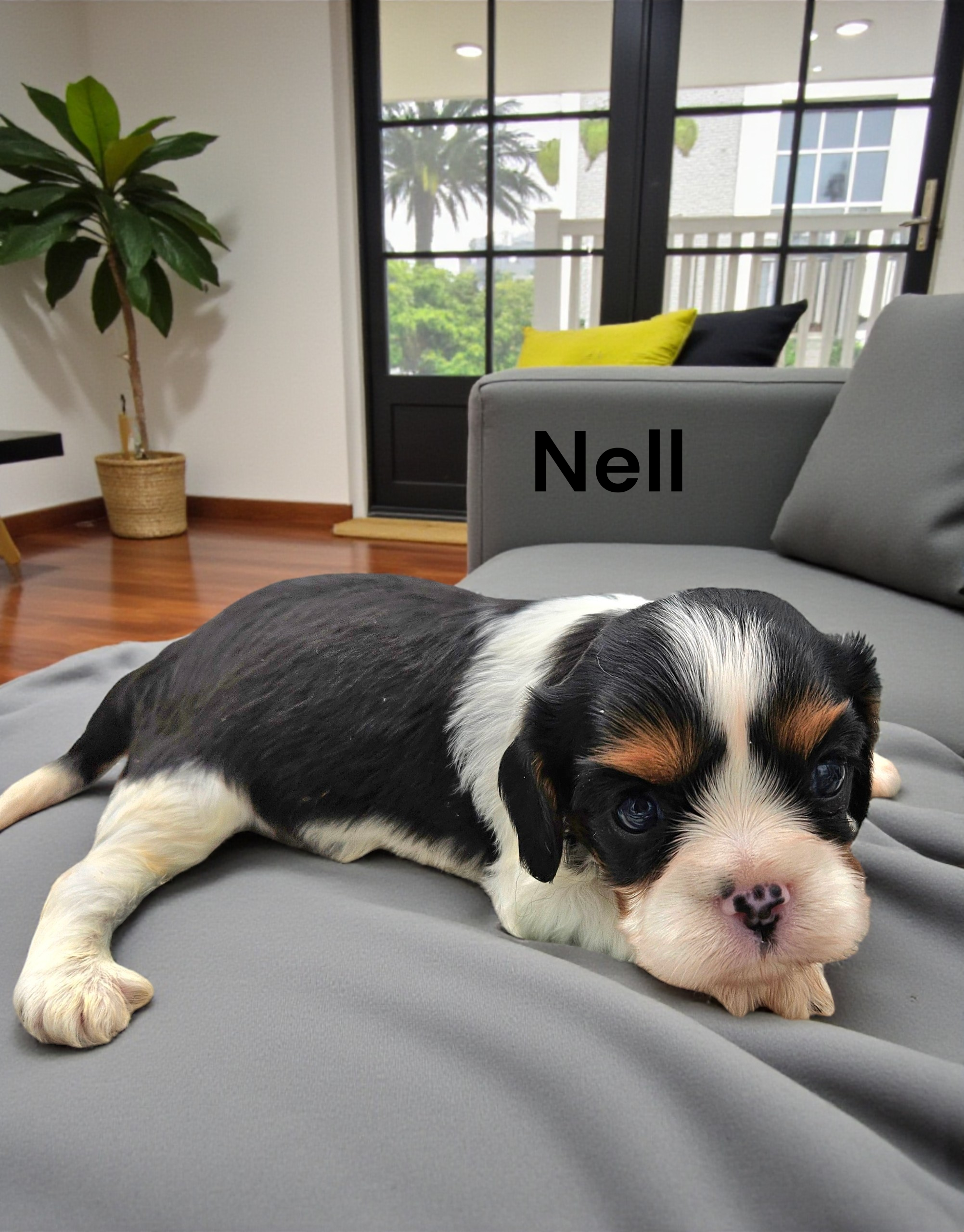 Nell – Cavalier King Charles Spaniel puppy for sale in DeMotte, IN