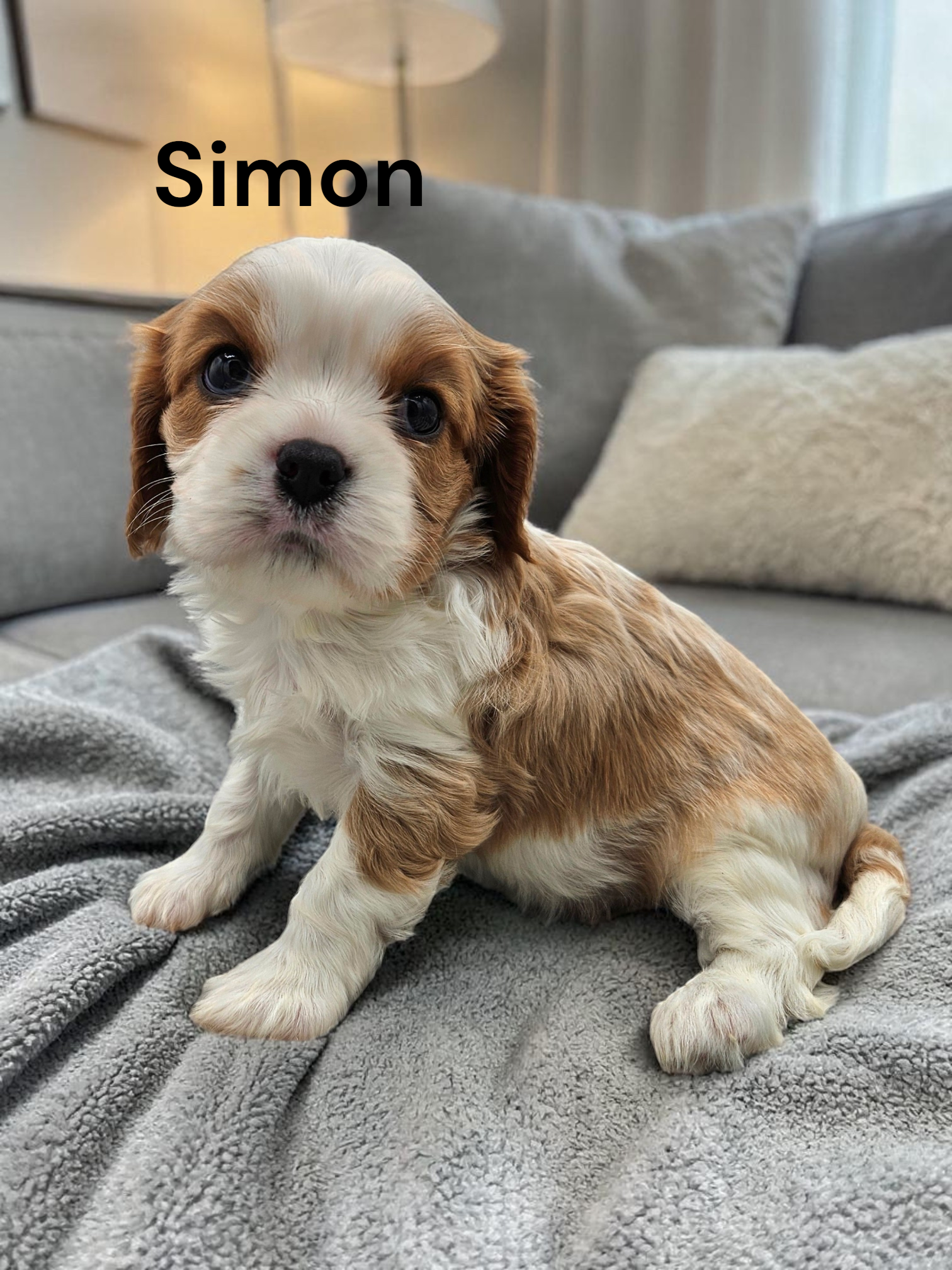 Simon – Cavalier King Charles Spaniel puppy for sale in DeMotte, IN