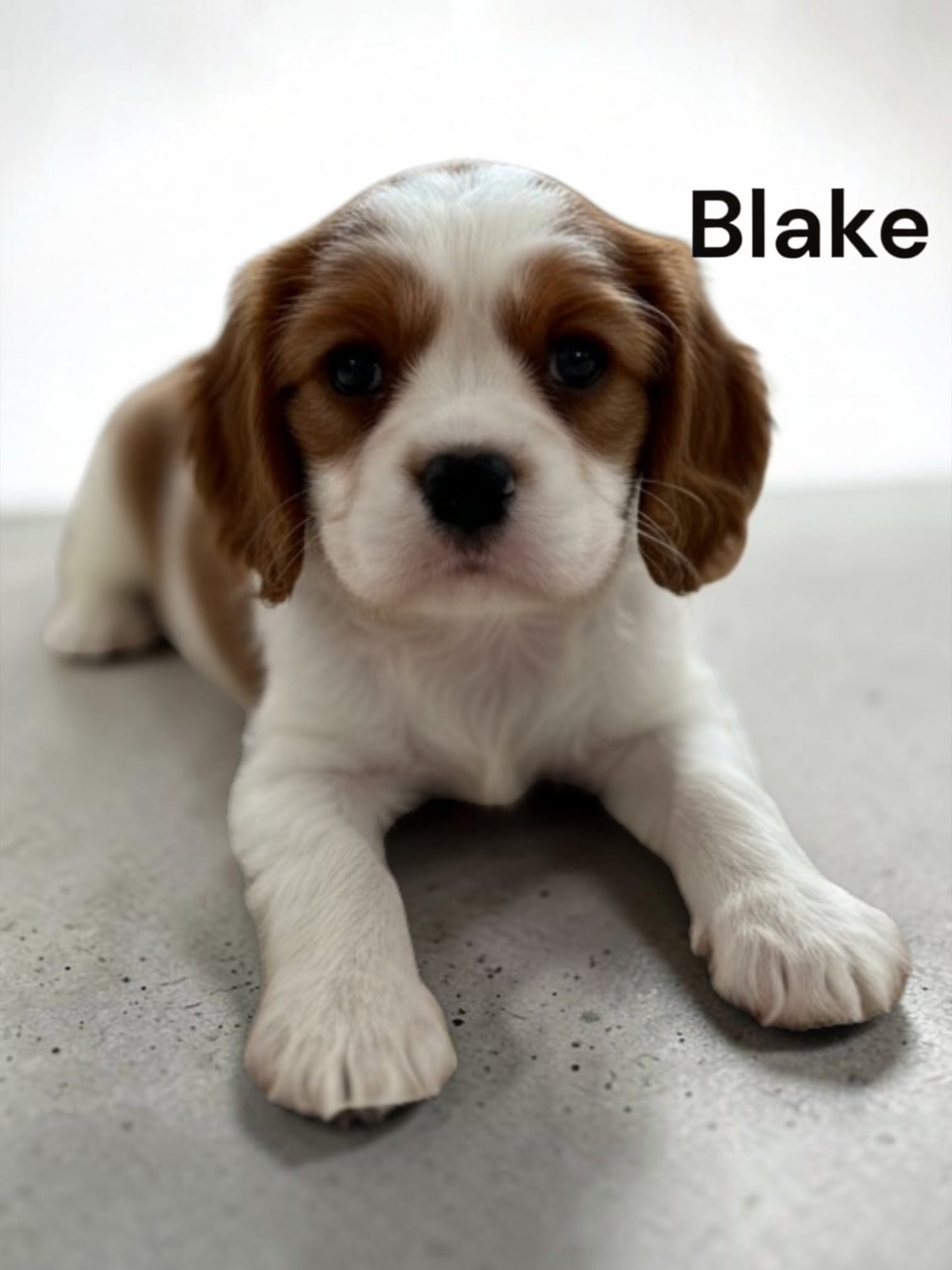 Blake – Cavalier King Charles Spaniel puppy for sale in DeMotte, IN