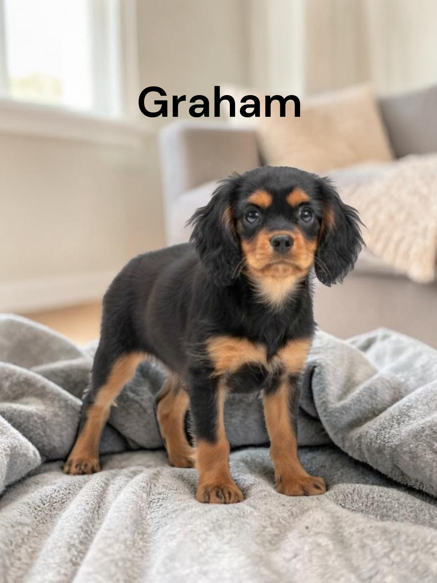Graham – Cavalier King Charles Spaniel puppy for sale in DeMotte, IN