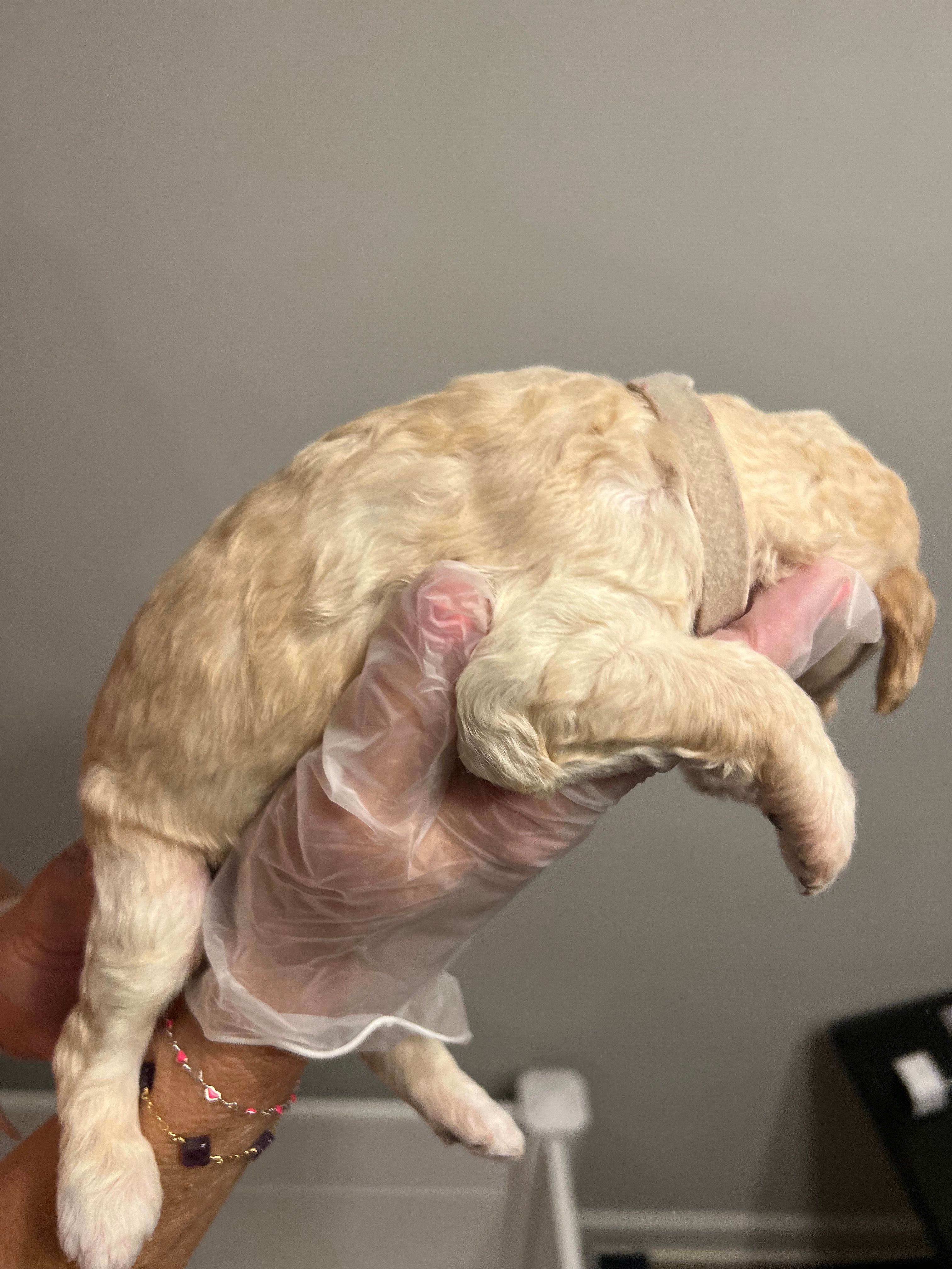 Cream puppies – Poodle - Standard  puppy for sale in McConnells, SC