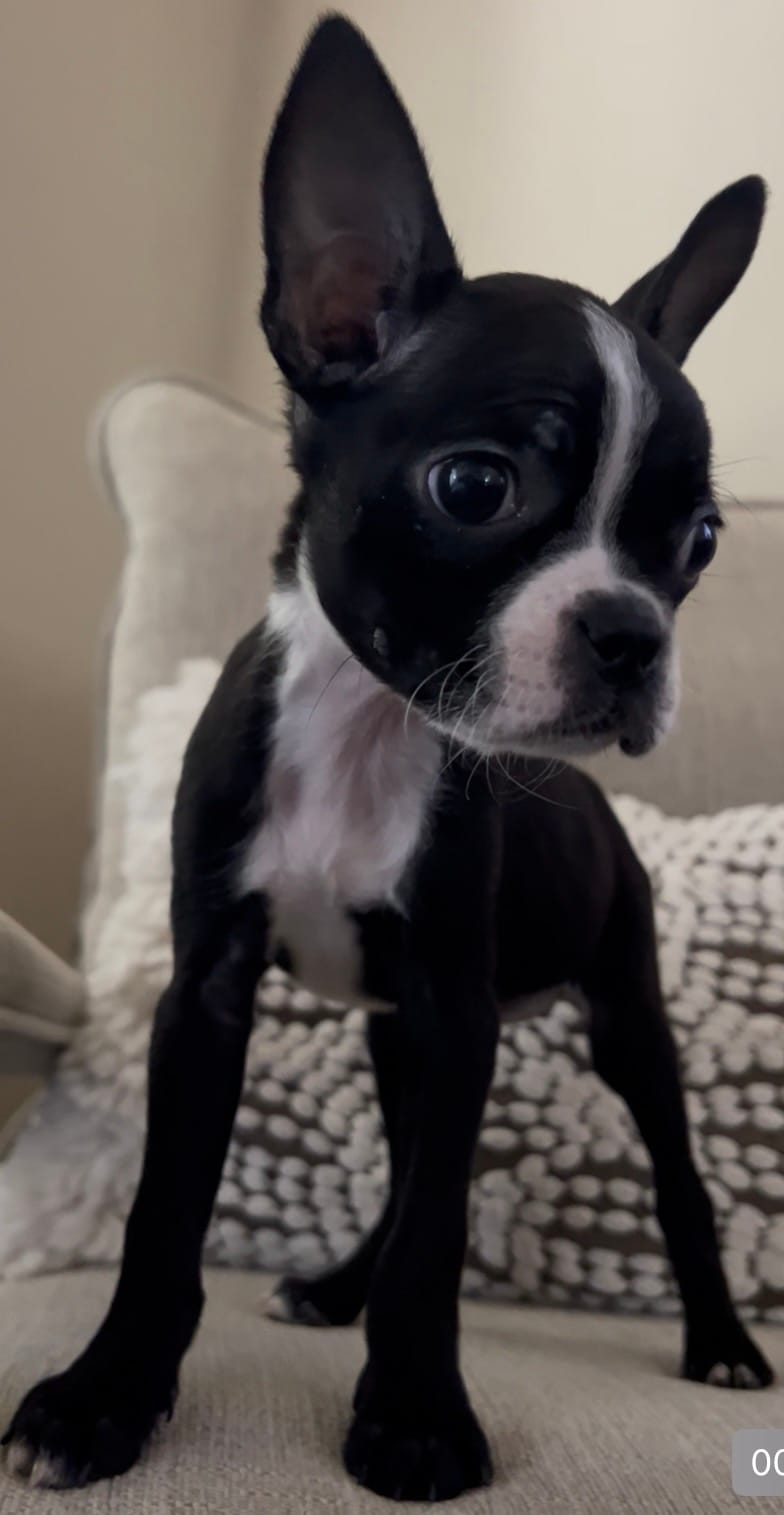 Raven – Boston Terrier puppy for sale in Modesto, CA