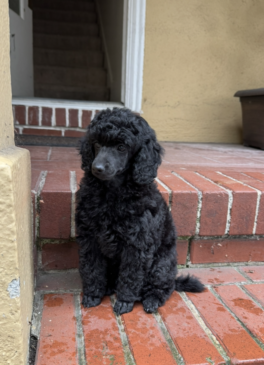 Peach – Poodle - Miniature  puppy for sale in San Francisco, CA