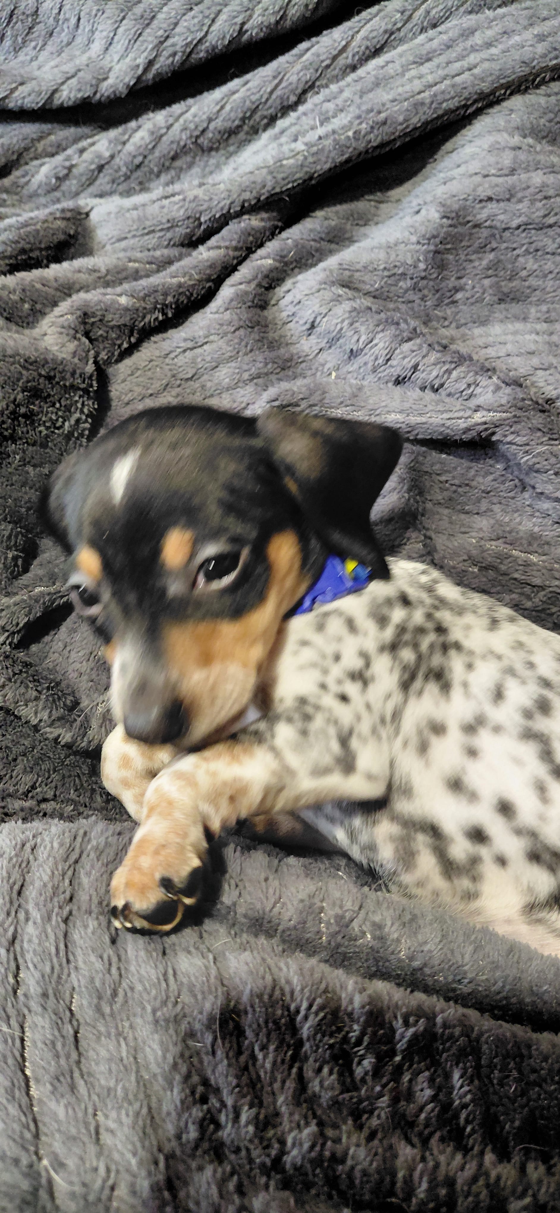 Blue – Miniature Dachshund puppy for sale in Rome City, IN