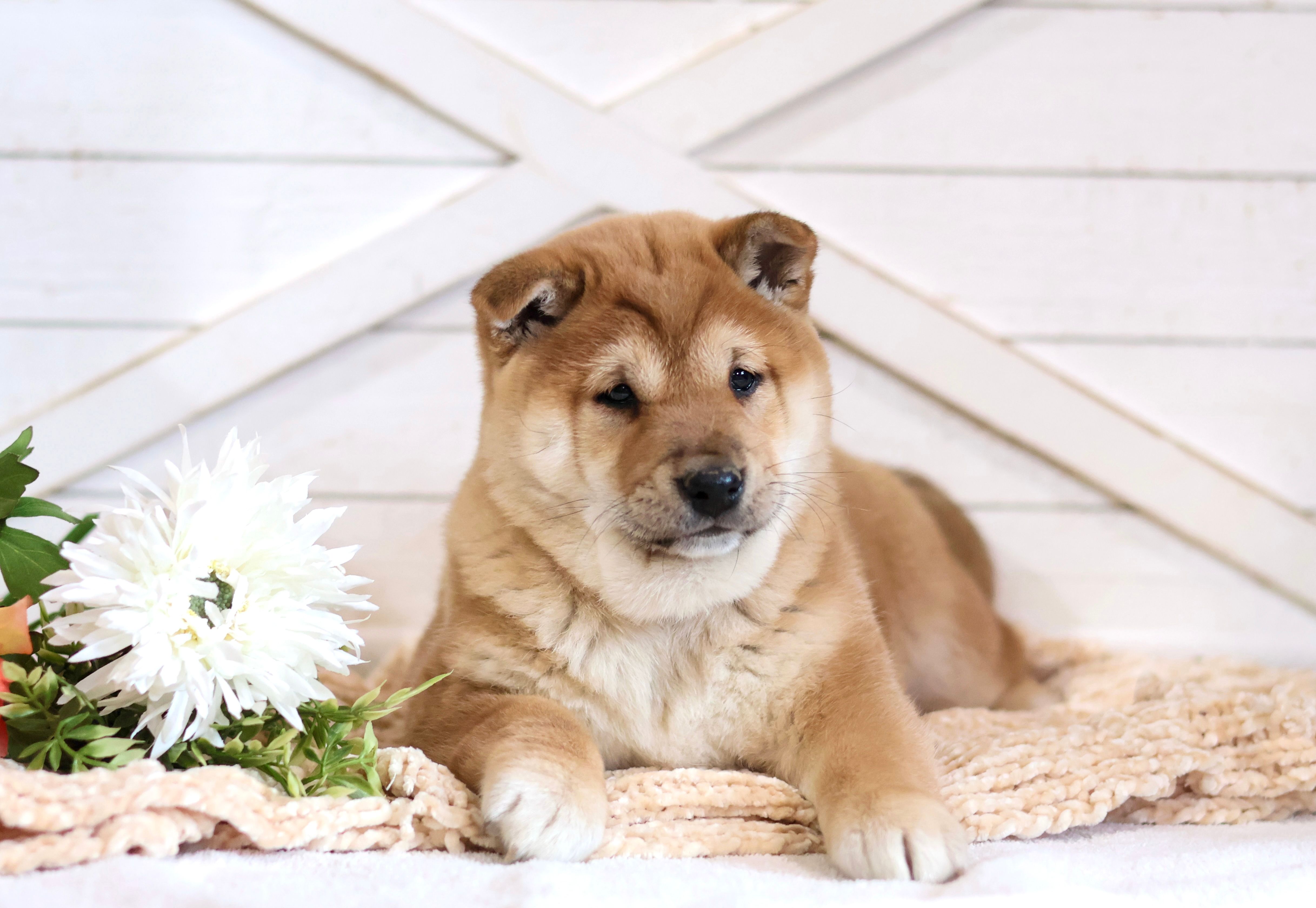 Ember  – Shiba Inu puppy for sale in Platteville, WI