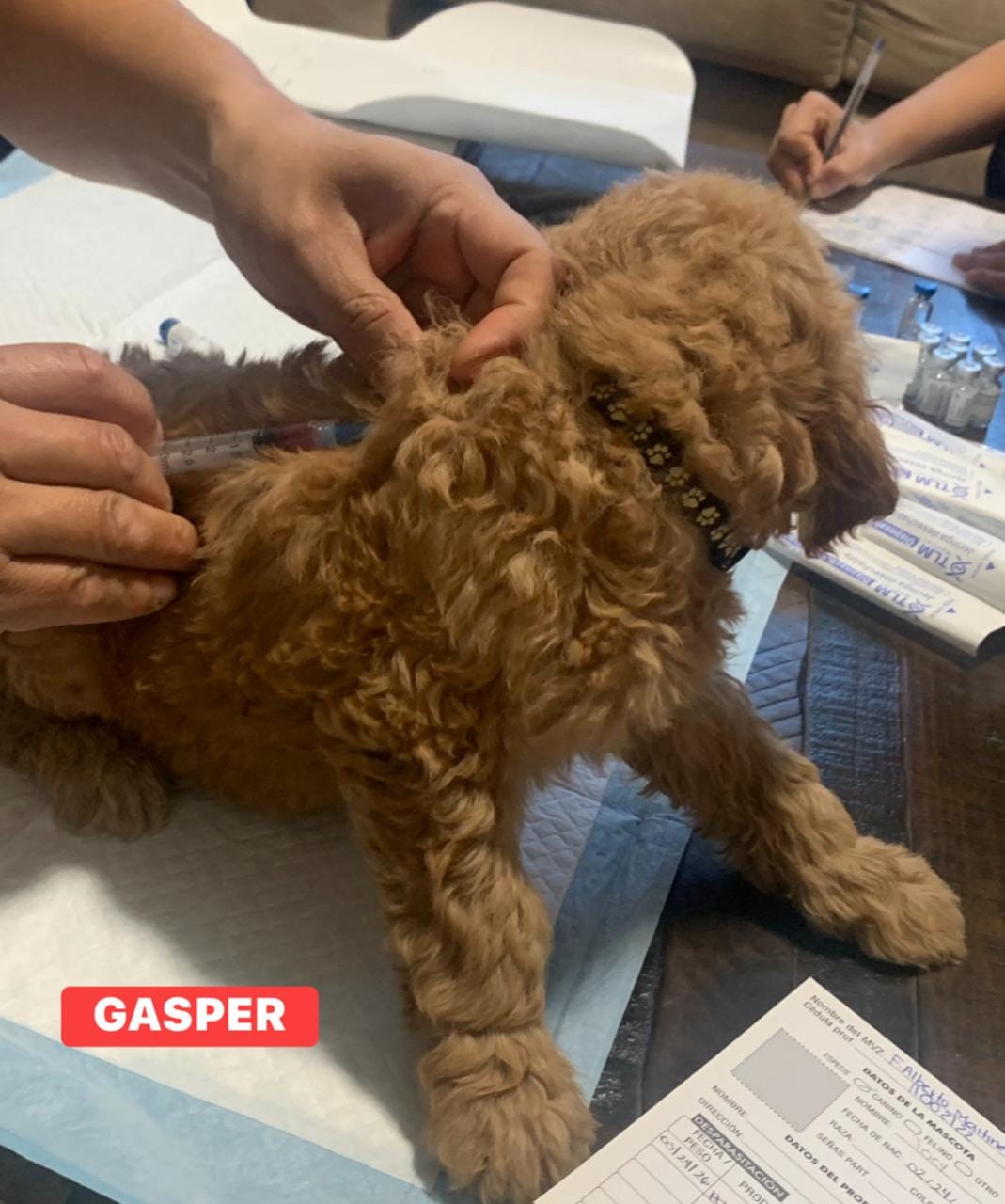 GASPER – Goldendoodle puppy on hold in Victorville, CA