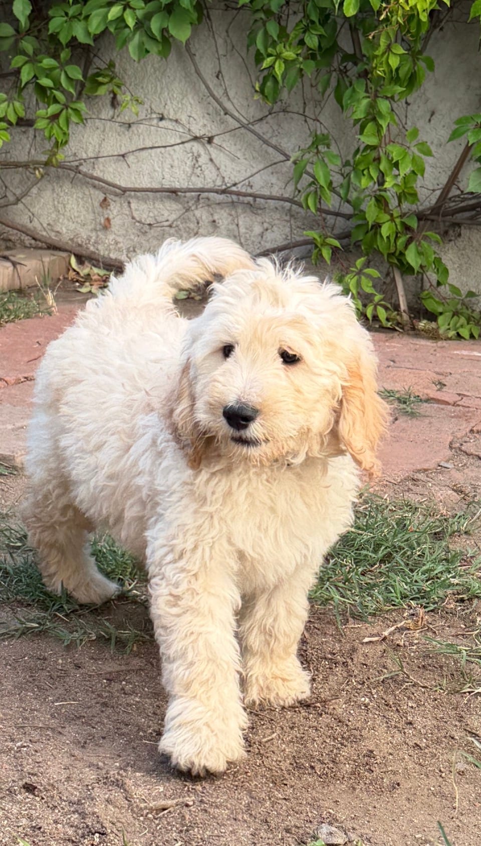 CHARLEY – Goldendoodle puppy for sale in Victorville, CA