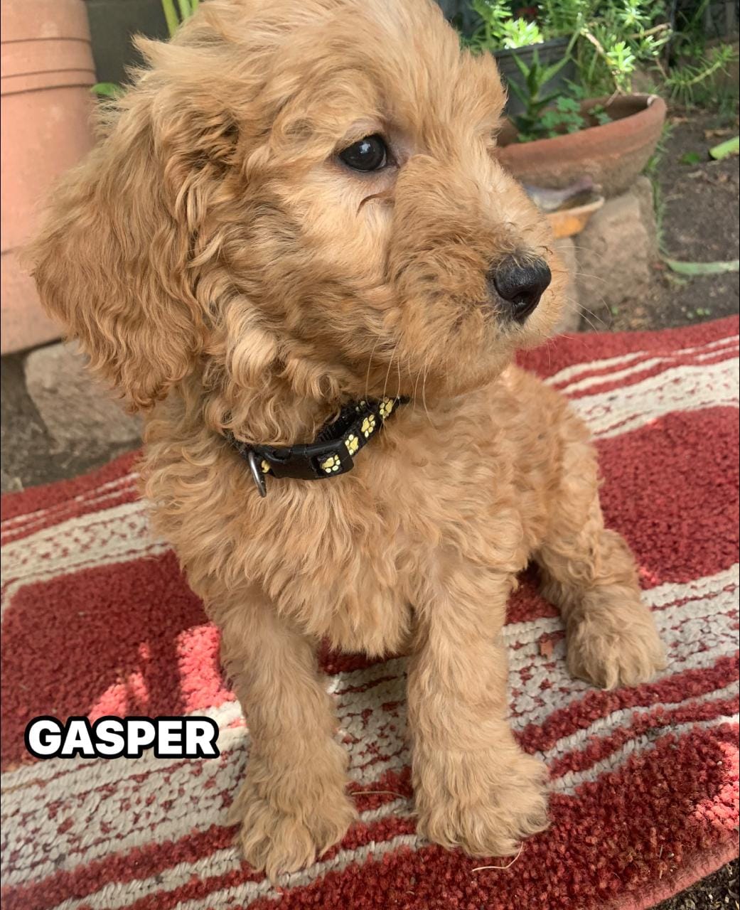 CHARLEY – Goldendoodle puppy for sale in Victorville, CA