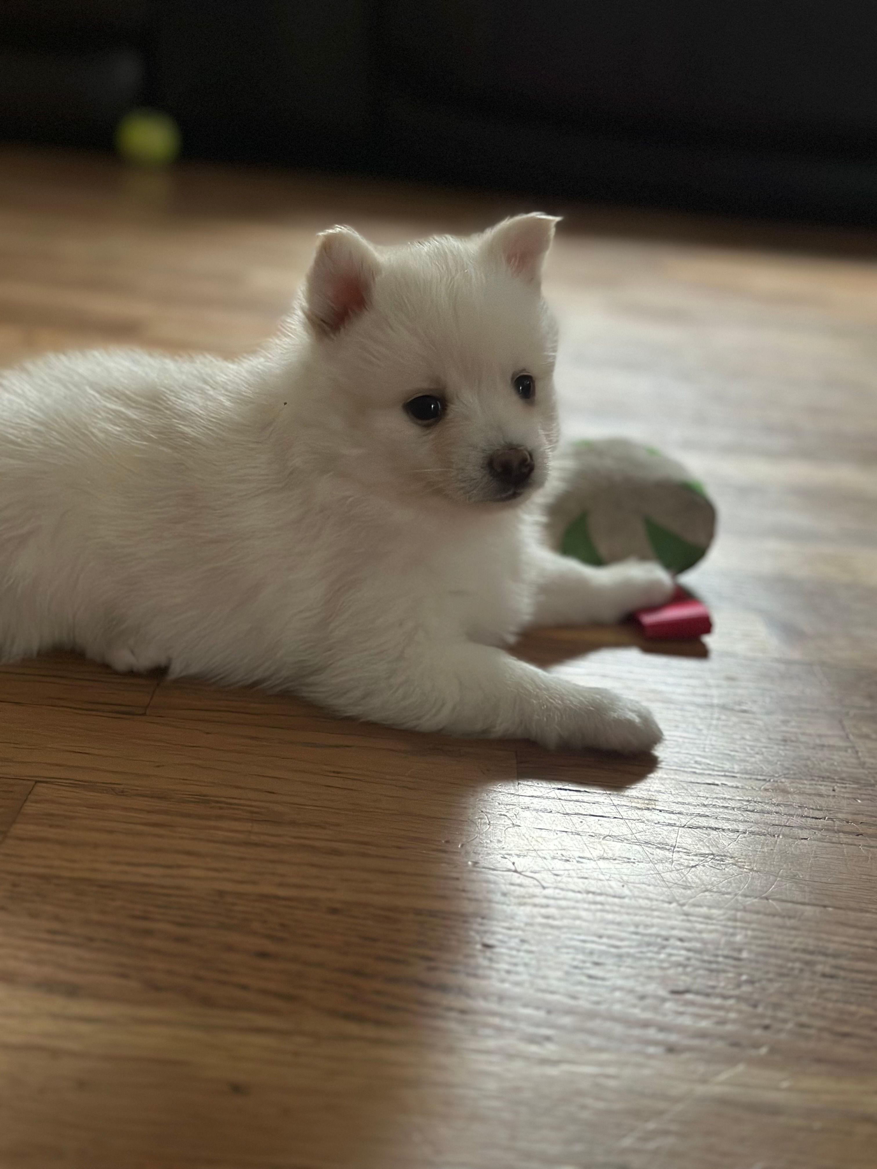 Athena  – Pomsky puppy for sale in Oak Harbor, WA