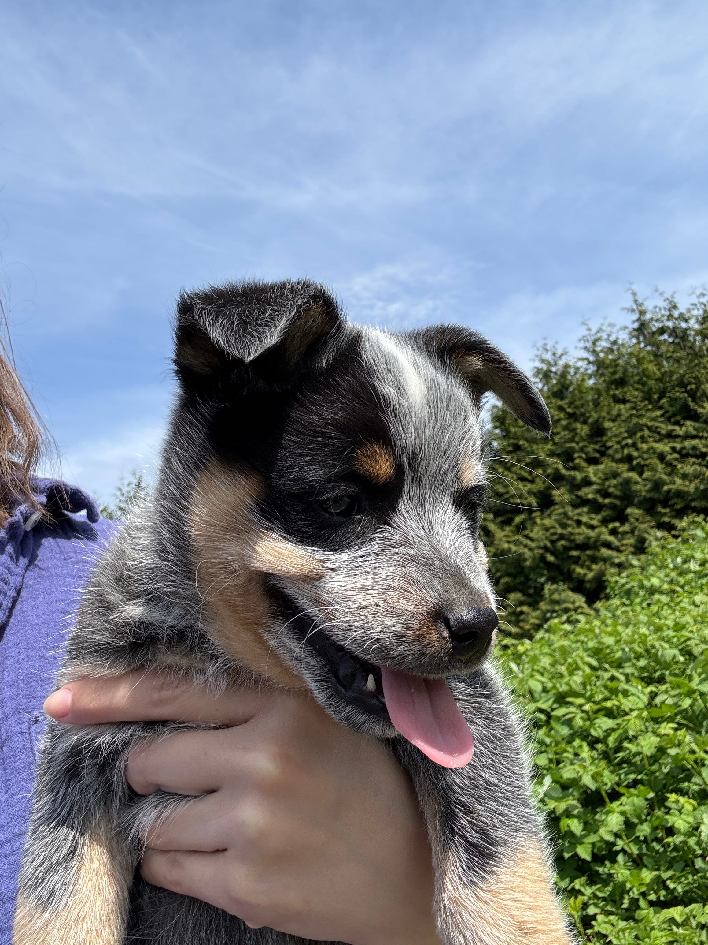 Mr Brown – Australian Cattle Dog puppy for sale in Arlington, WA