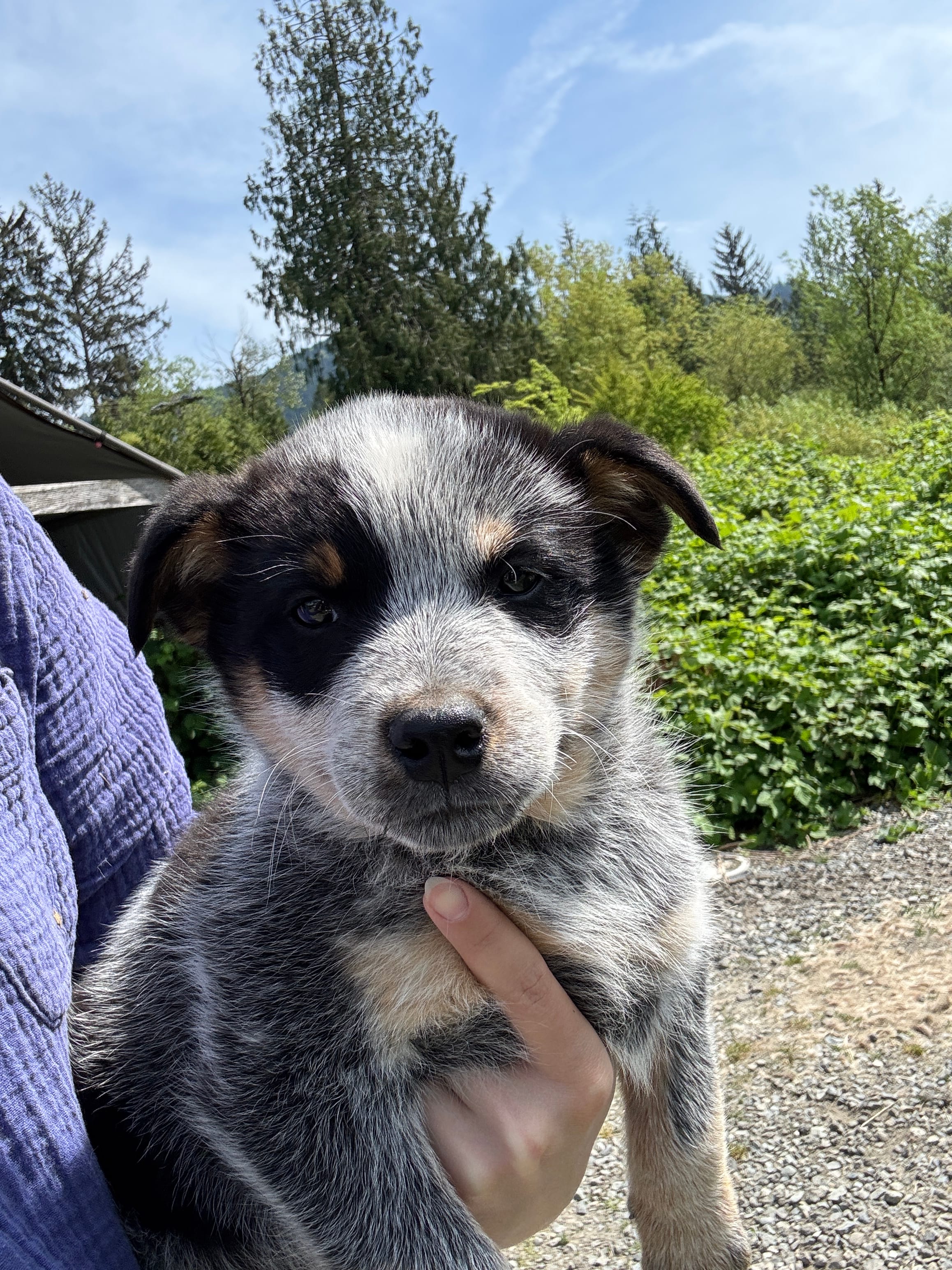 Mr Grey – Australian Cattle Dog puppy for sale in Arlington, WA