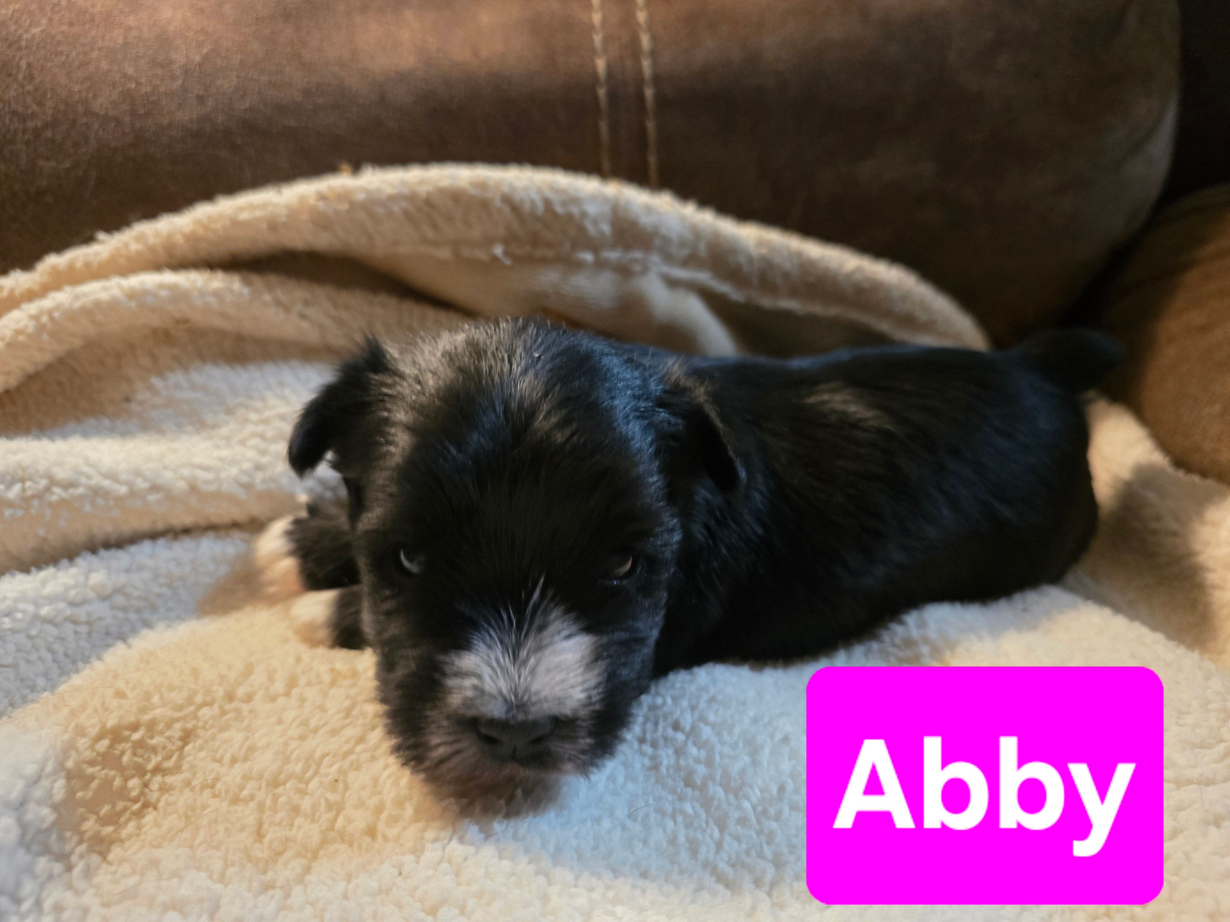 Abby Jo – Miniature Schnauzer, Yorkshire Terrier puppy for sale in Chouteau, OK