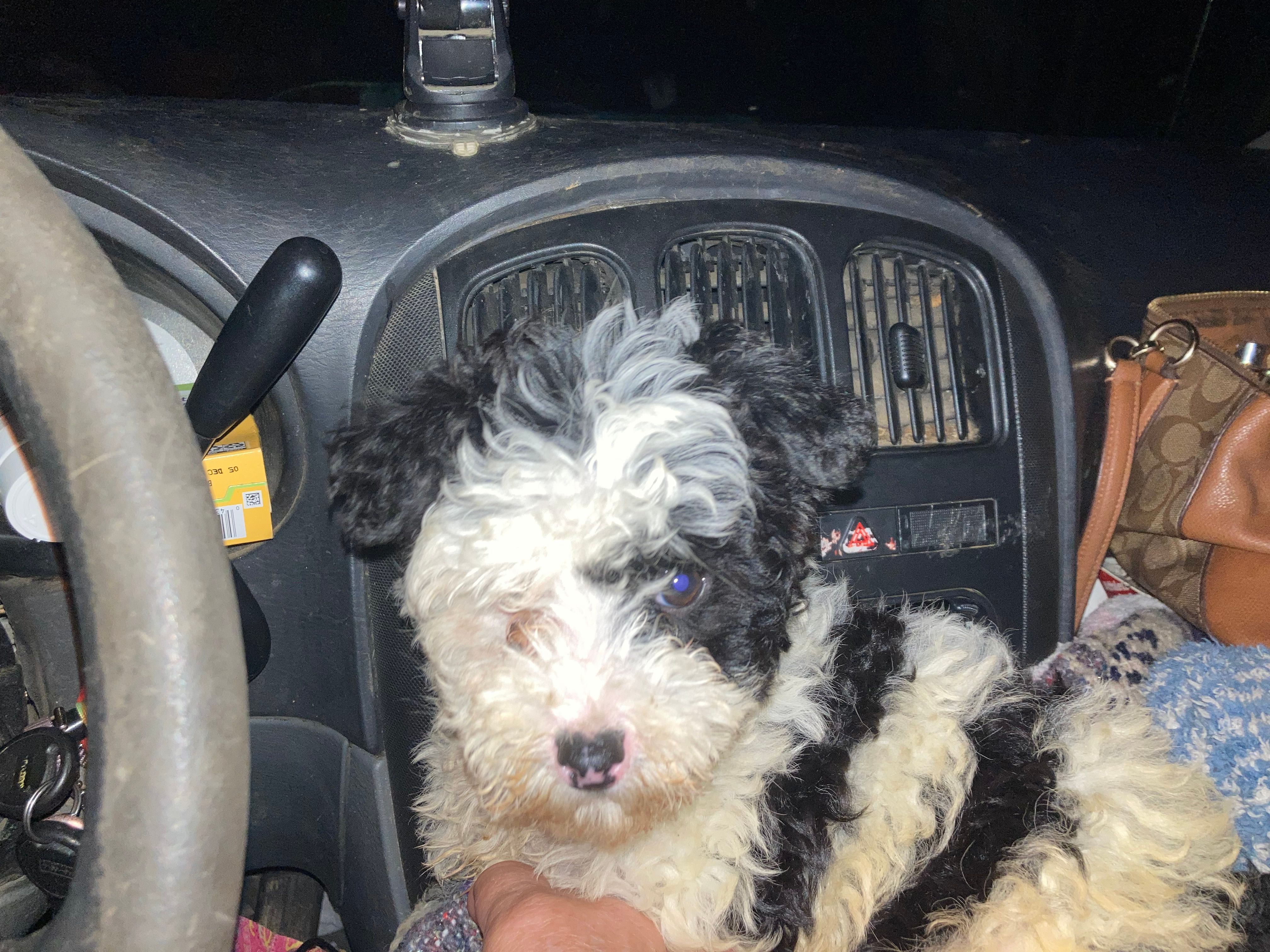 Black eyed bandit – Chinese Crested puppy for sale in Henderson, TN