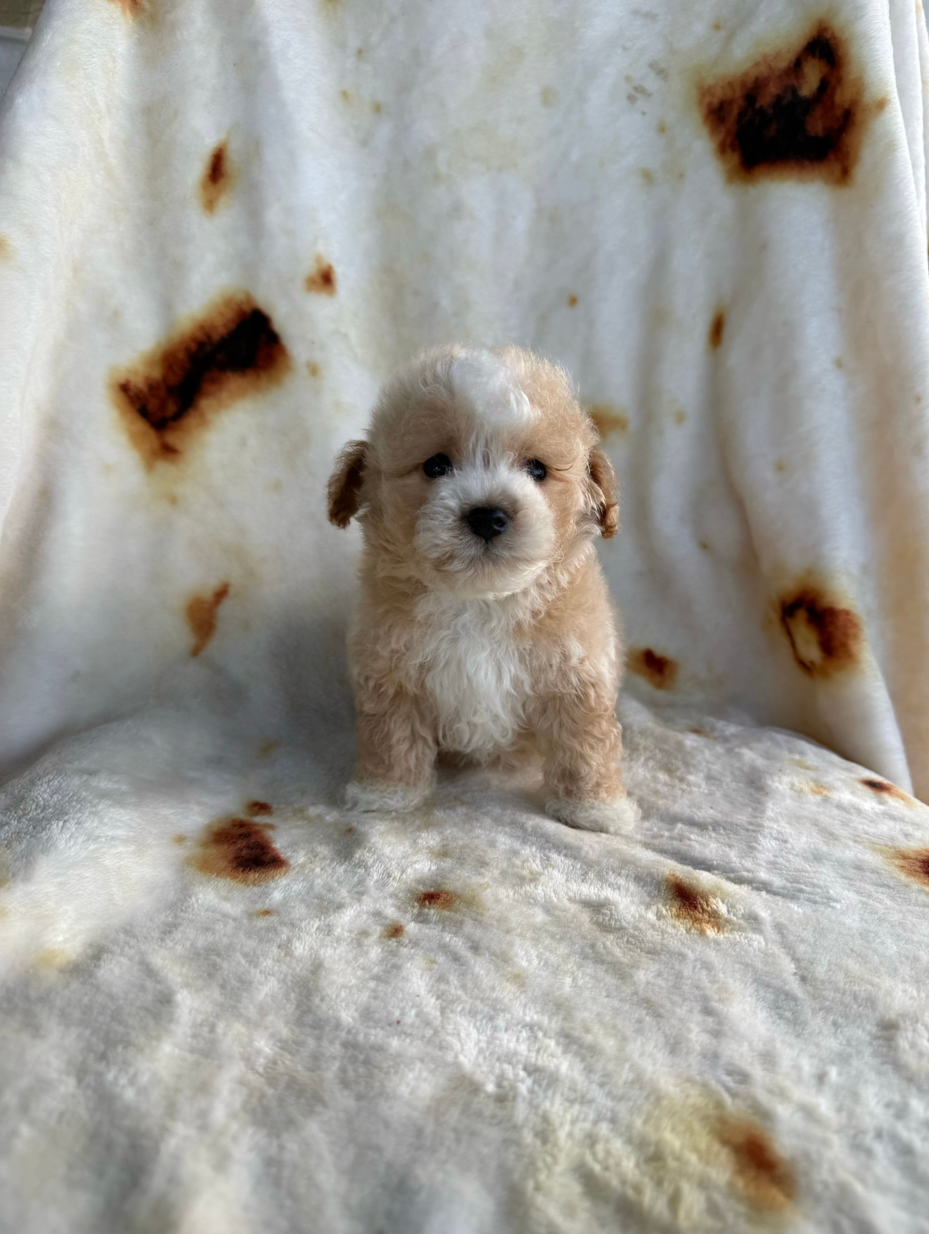 Koda  – Maltipoo puppy for sale in San Marcos, CA