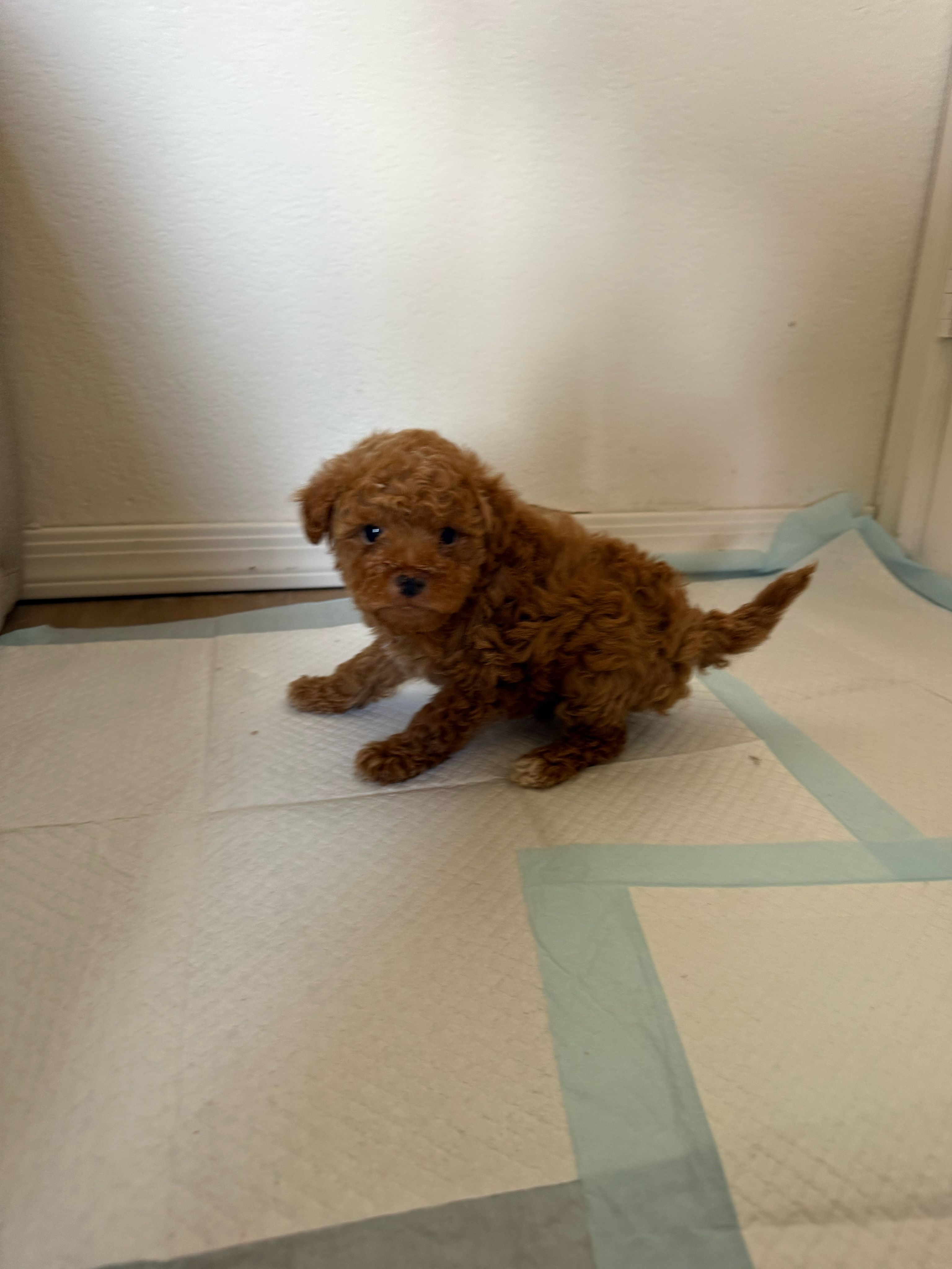 Milo – Maltipoo puppy for sale in Rialto, CA