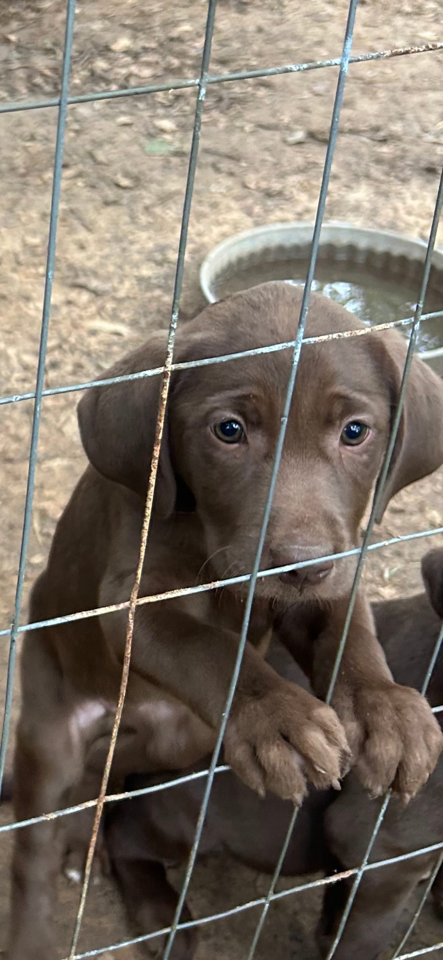 Peppi – Catahoula Leopard Dog, Labrador Retriever puppy for sale in Alvord, TX