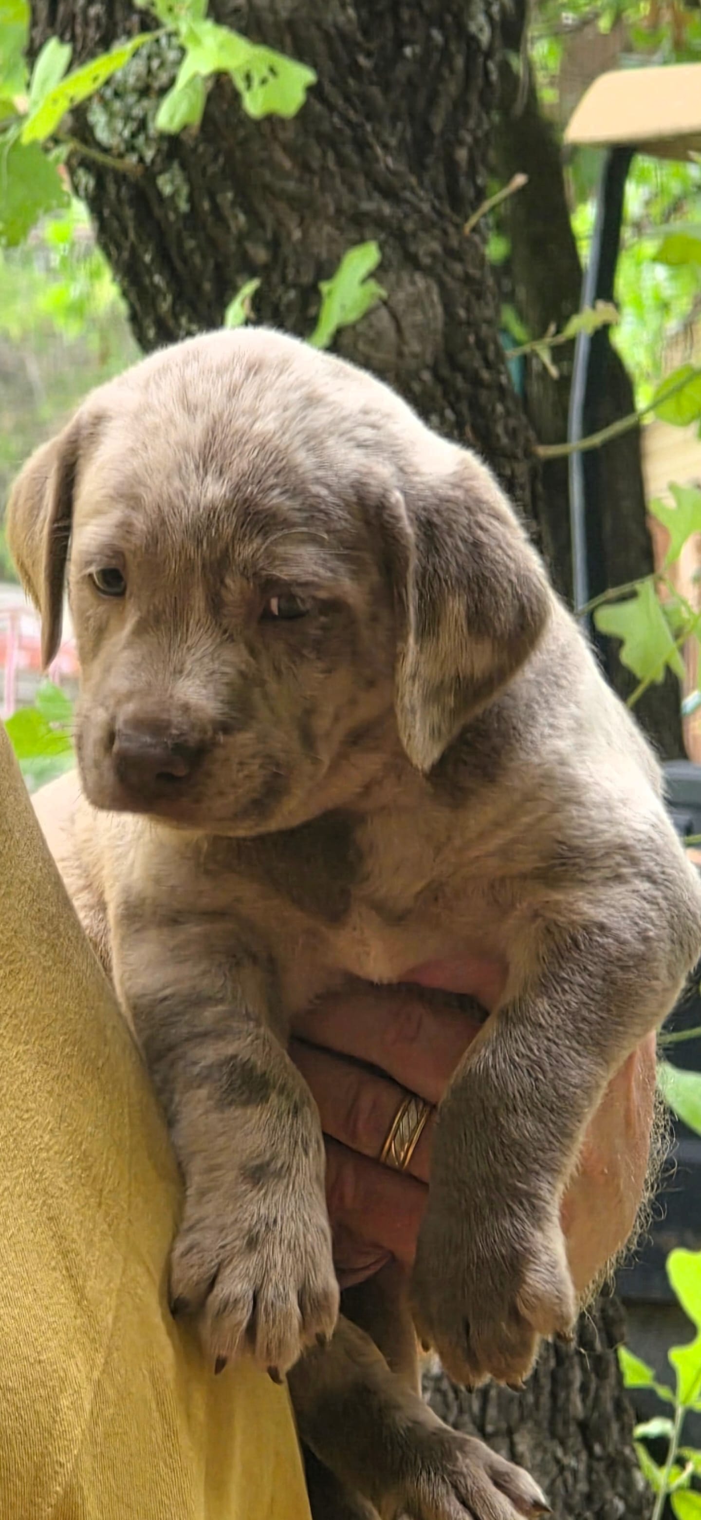 Smitty – Catahoula Leopard Dog, Labrador Retriever puppy for sale in Alvord, TX