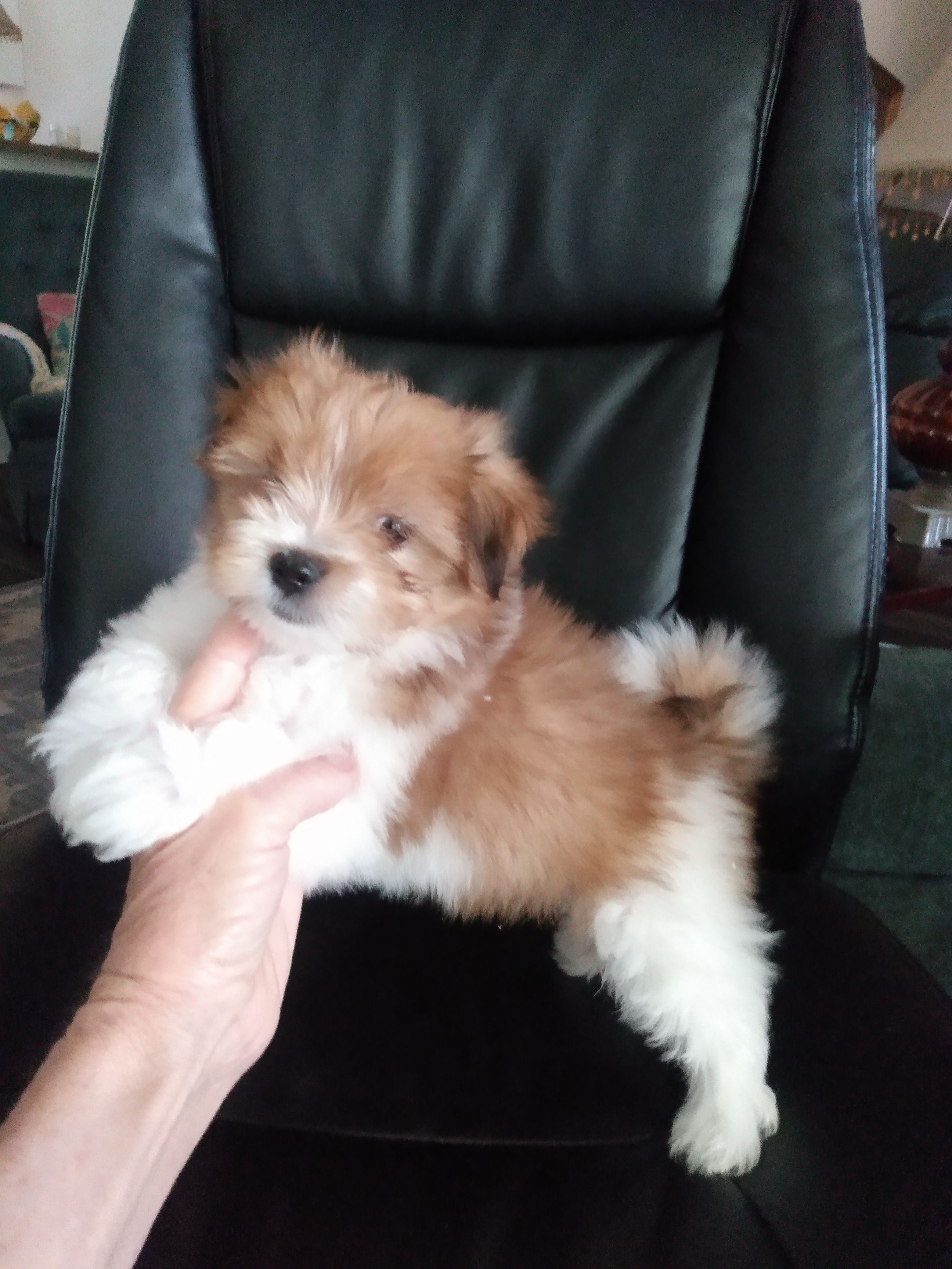 Creamsicle – Pomeranian, Shih Tzu puppy for sale in Lake City, FL