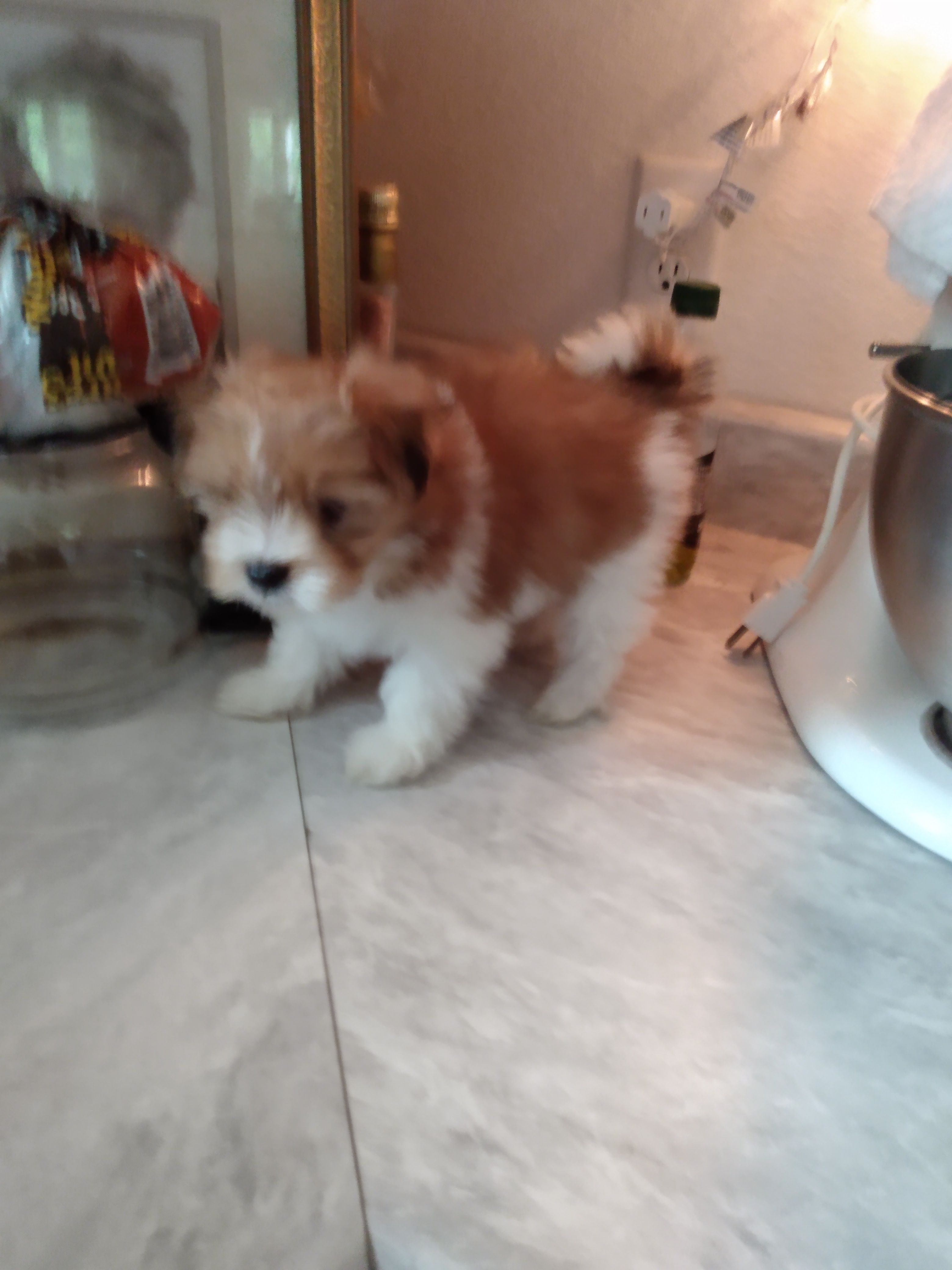 Creamsicle – Pomeranian, Shih Tzu puppy for sale in Lake City, FL