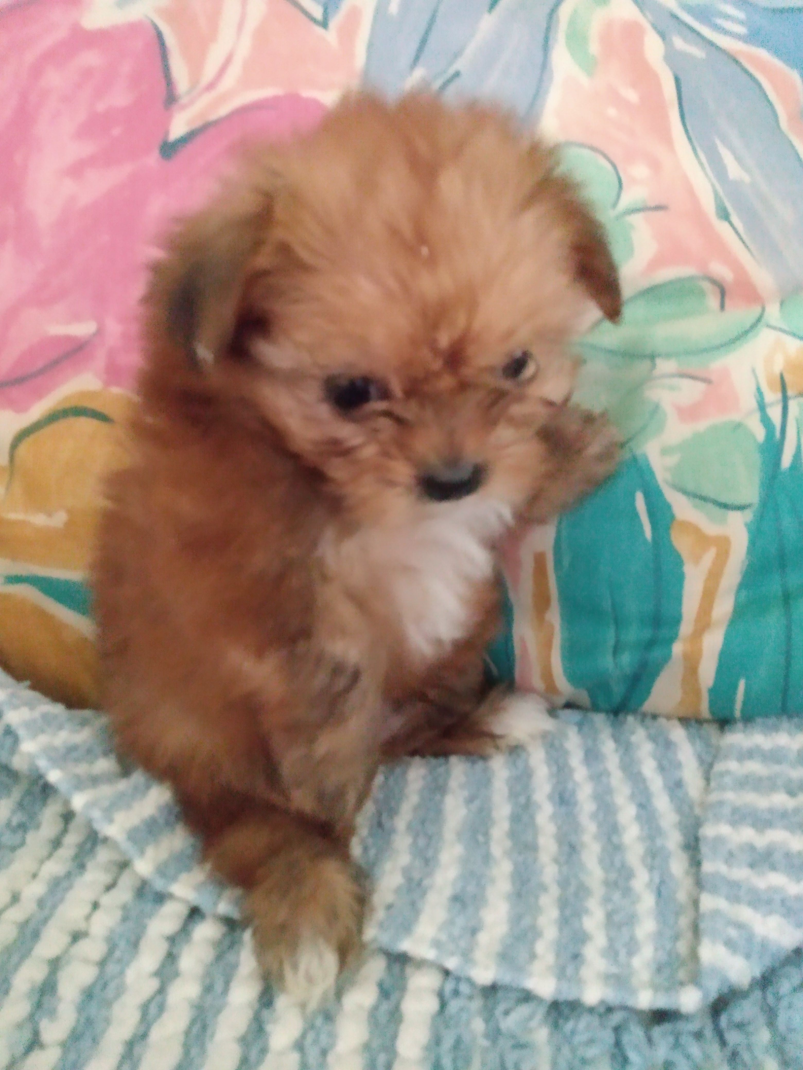 Rocky – Pomeranian, Shih Tzu puppy for sale in Lake City, FL