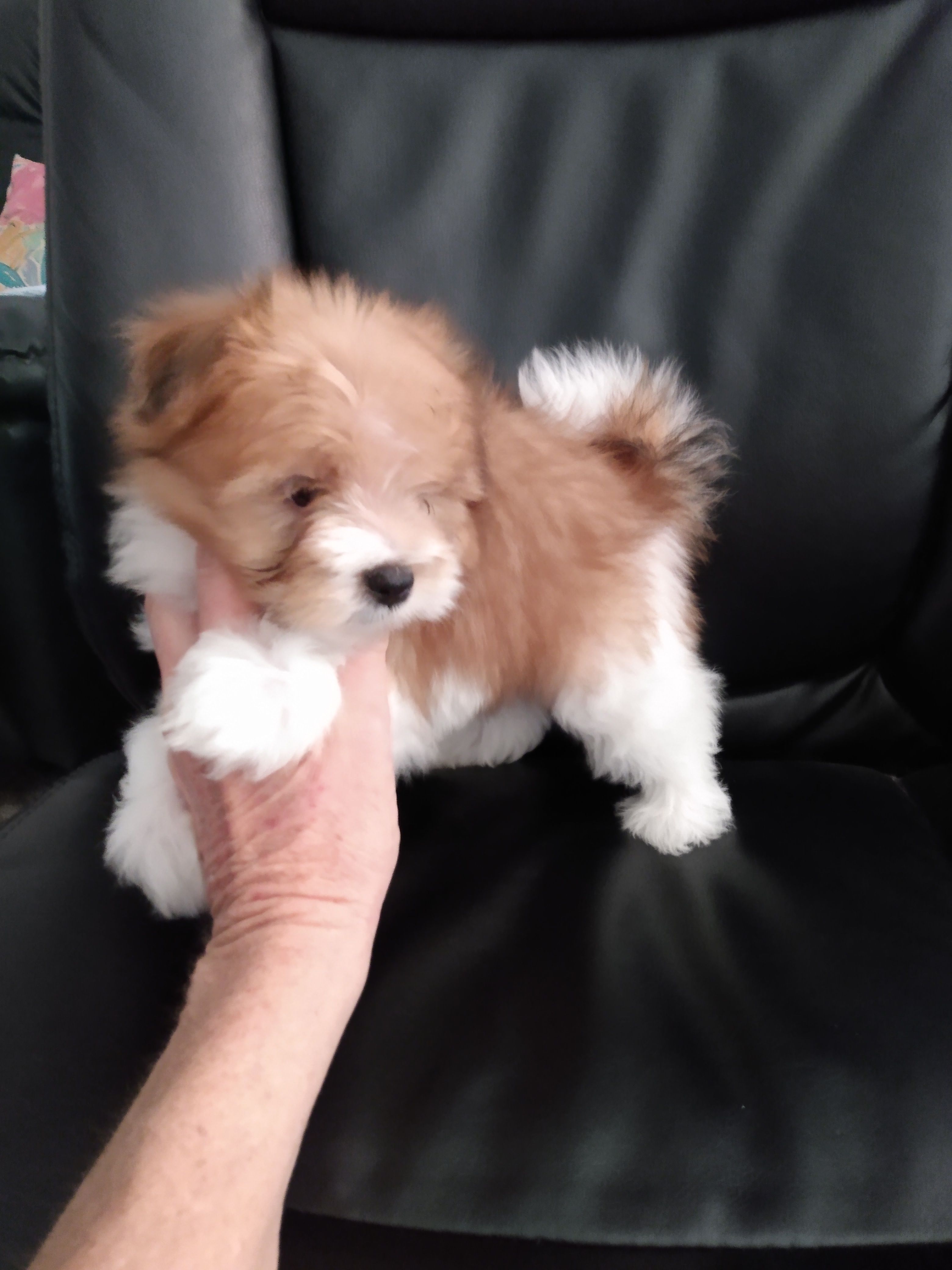Creamsicle – Pomeranian, Shih Tzu puppy for sale in Lake City, FL