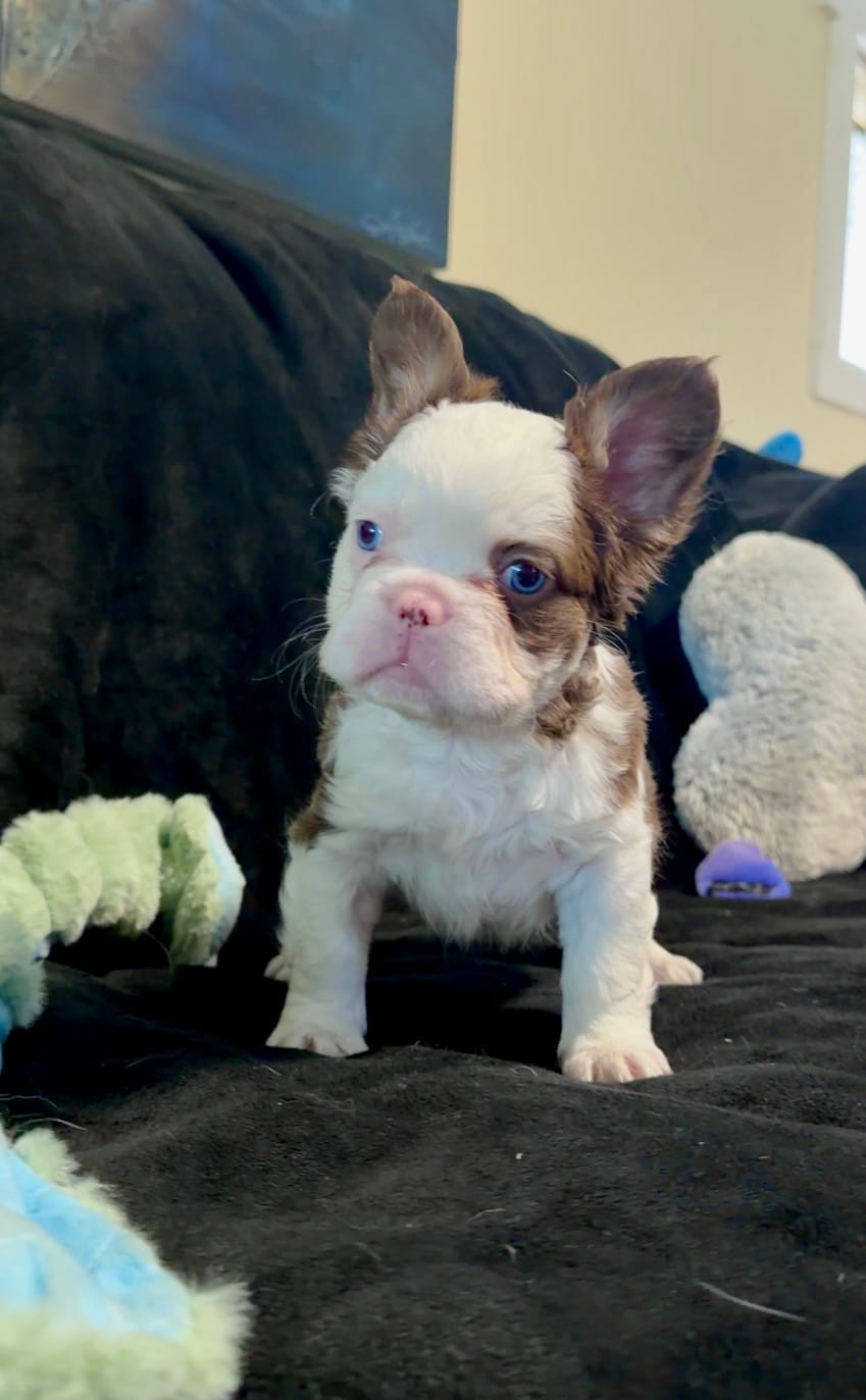 Rojo tan fluffy panda boy – French Bulldog puppy for sale in Spokane, WA