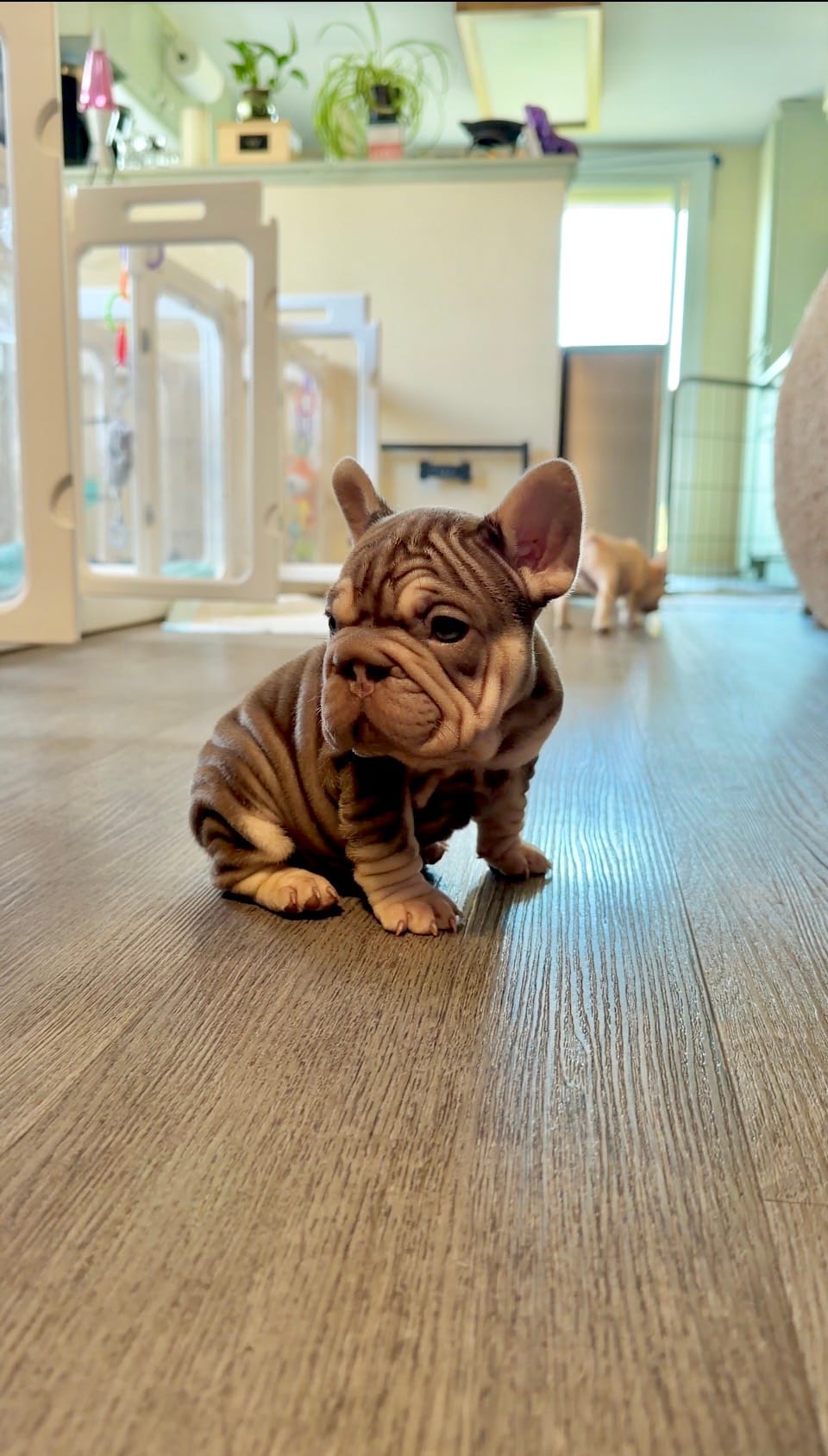 Rojo tan velvet bigrope pink boy – French Bulldog puppy for sale in Spokane, WA