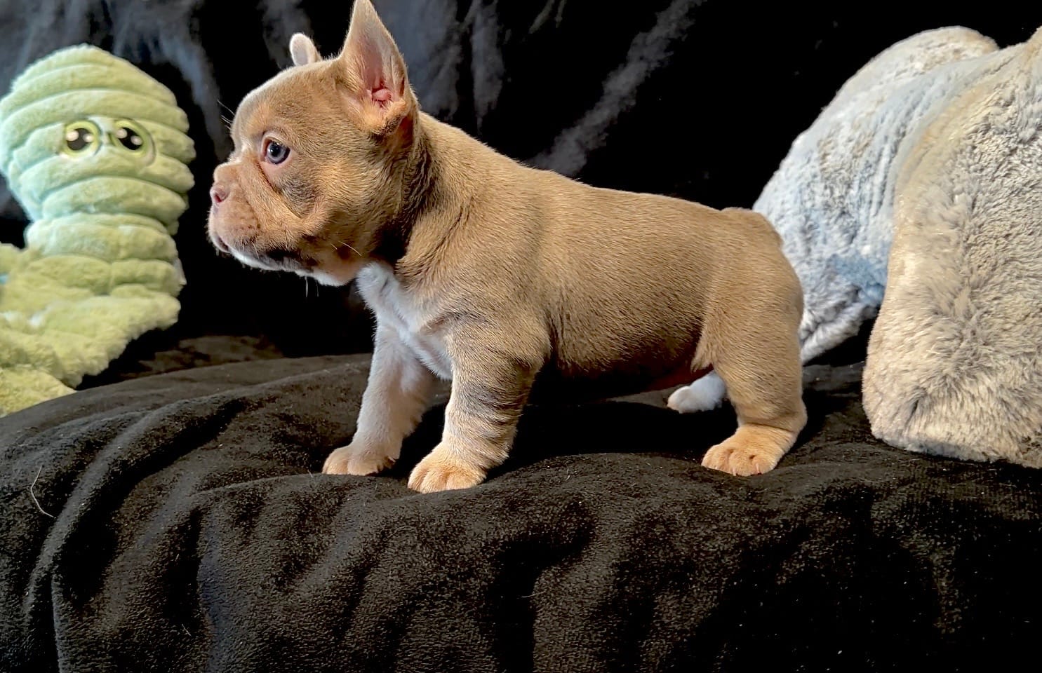 Isabella  – French Bulldog puppy for sale in Spokane, WA