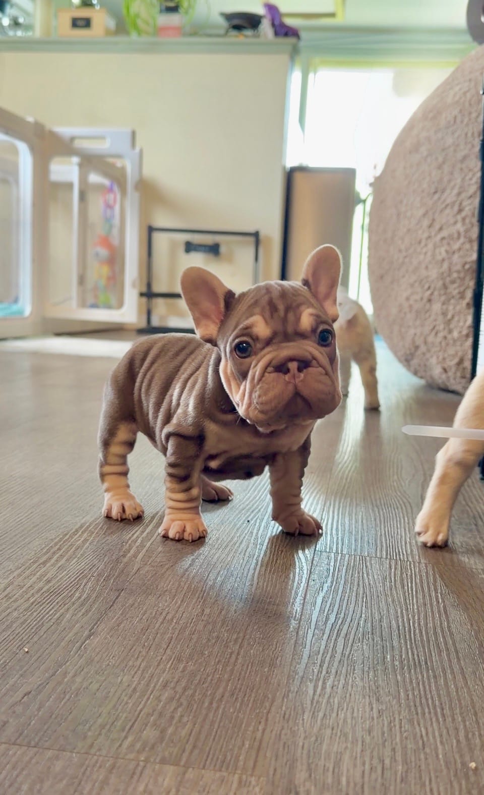 Rojo tan velvet bigrope pink girl – French Bulldog puppy for sale in Spokane, WA