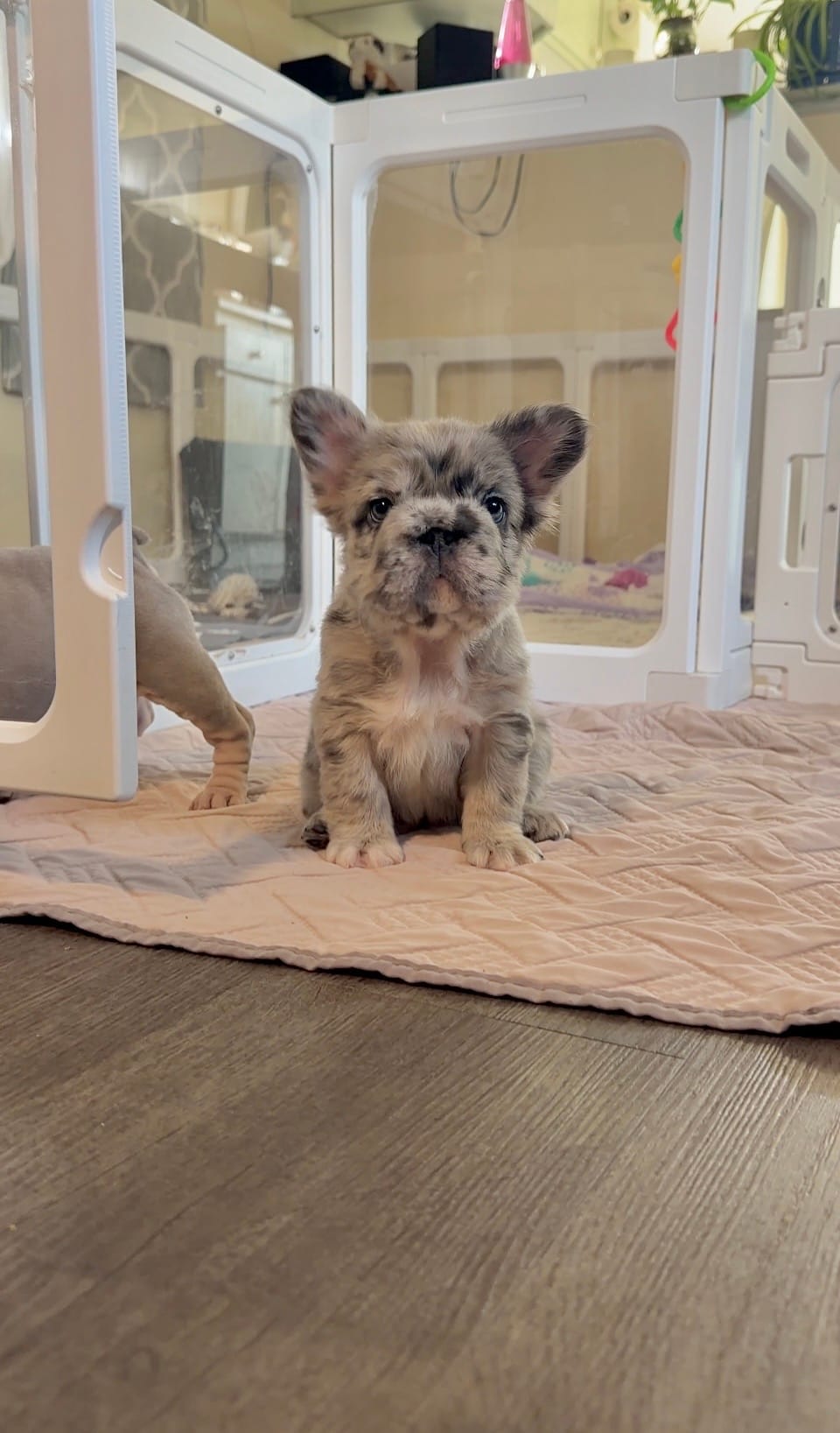 Blue fluffy bigrope – French Bulldog puppy for sale in Spokane, WA