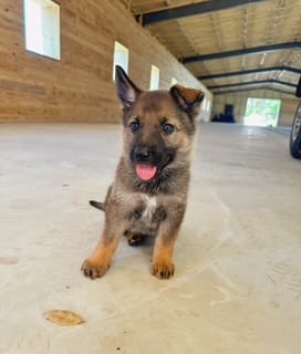 Otter – German Shepherd Dog puppy for sale in Reddick, FL