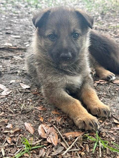 Otter – German Shepherd Dog puppy for sale in Reddick, FL