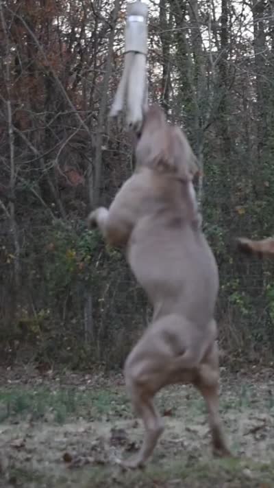 Beautiful Family Trained Bully ♀️, a female American Bully for sale in Summerfield, FL – 2 of 10