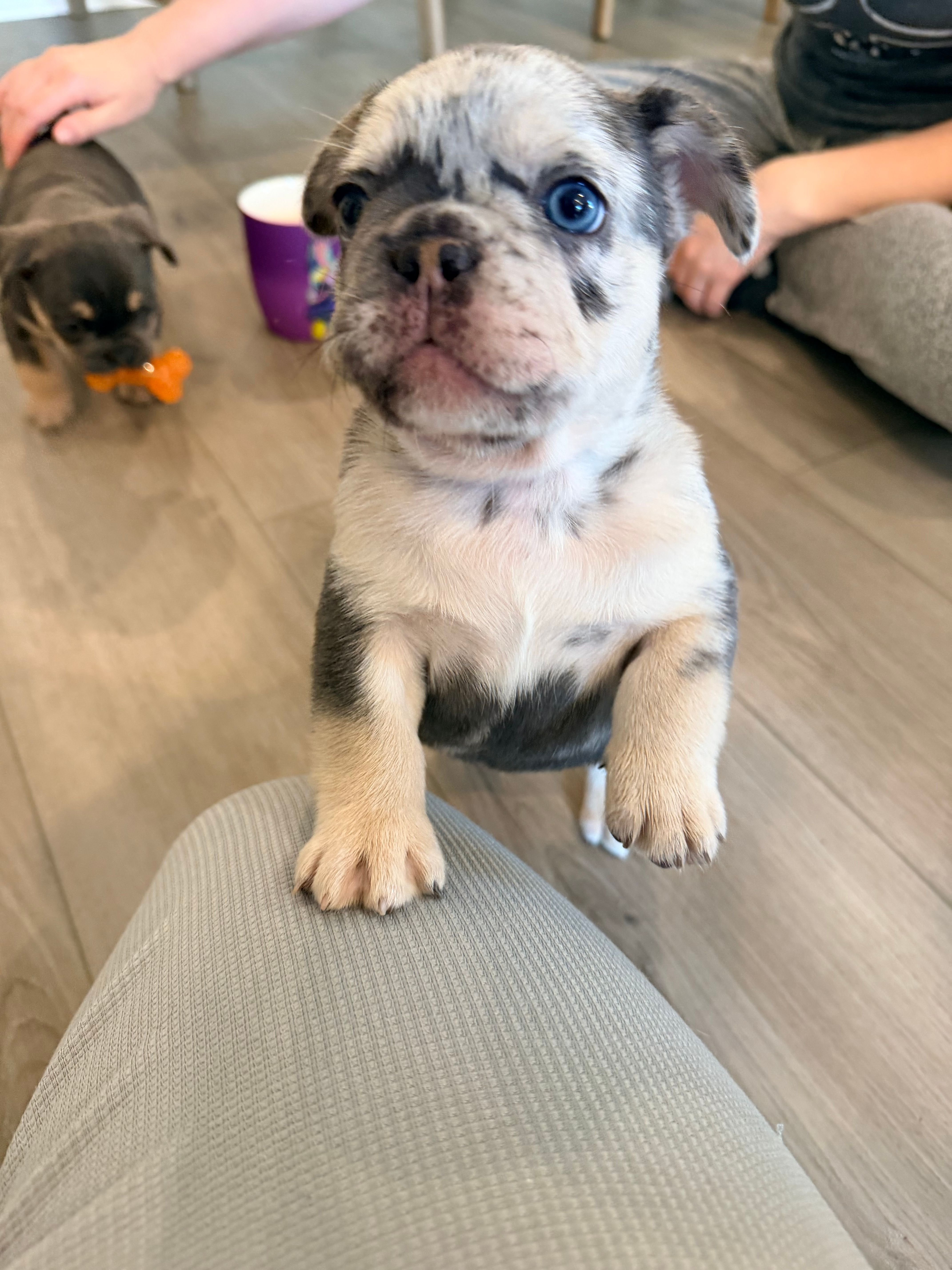 Meatball  – French Bulldog puppy for sale in Greenville, SC