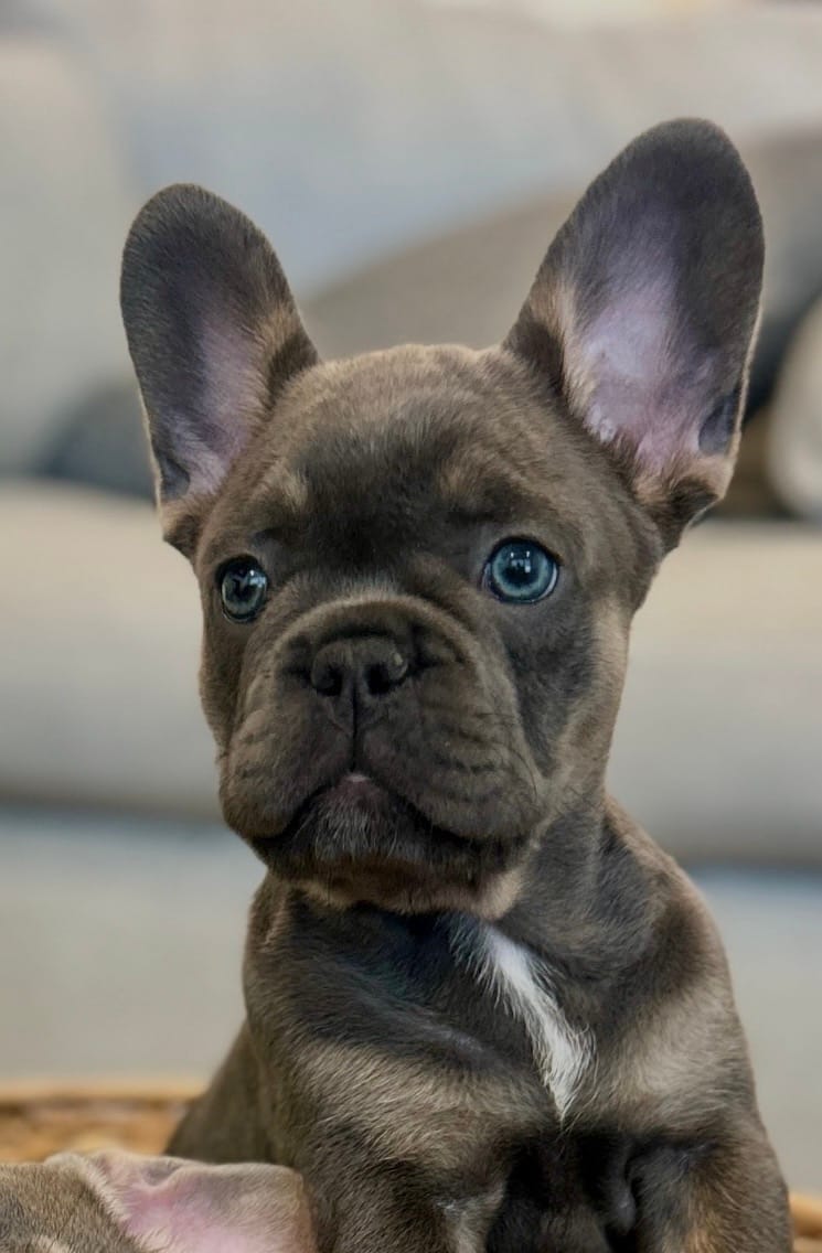 Storm – French Bulldog puppy for sale in Greenville, SC