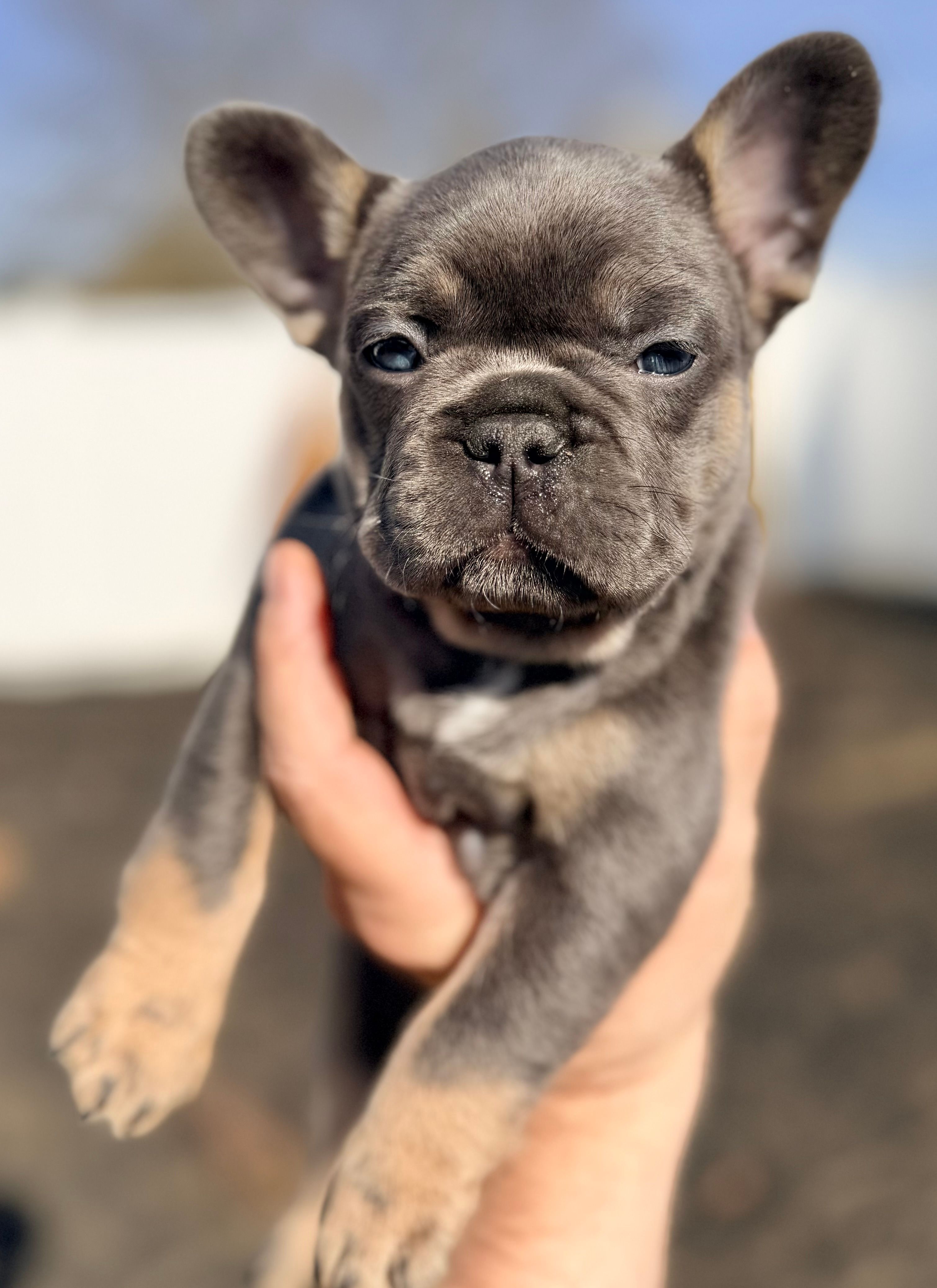 Storm – French Bulldog puppy for sale in Greenville, SC