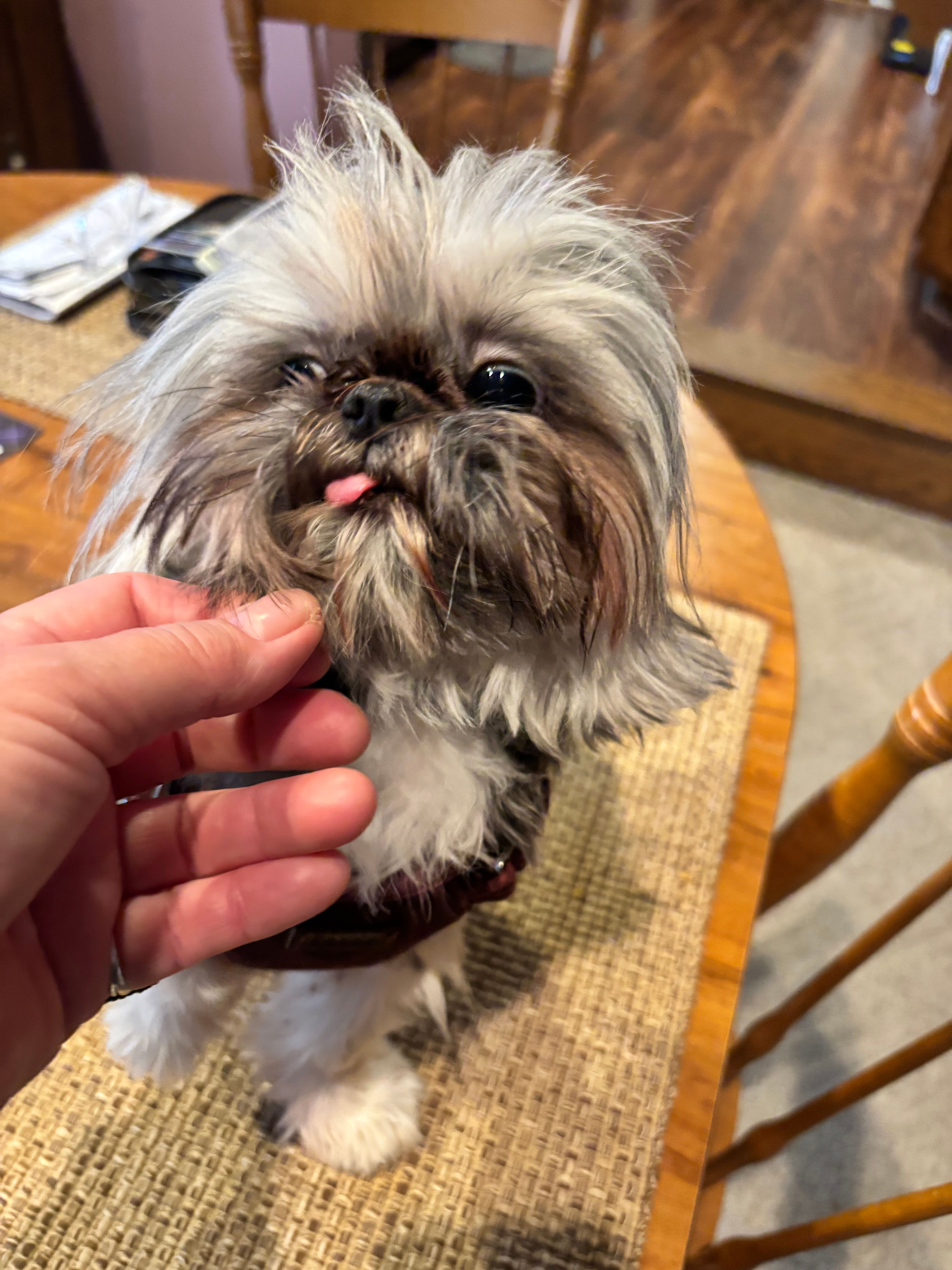 Little Shih Tzu 4.7 pounds – Shih Tzu puppy for sale in Fowlerville, MI
