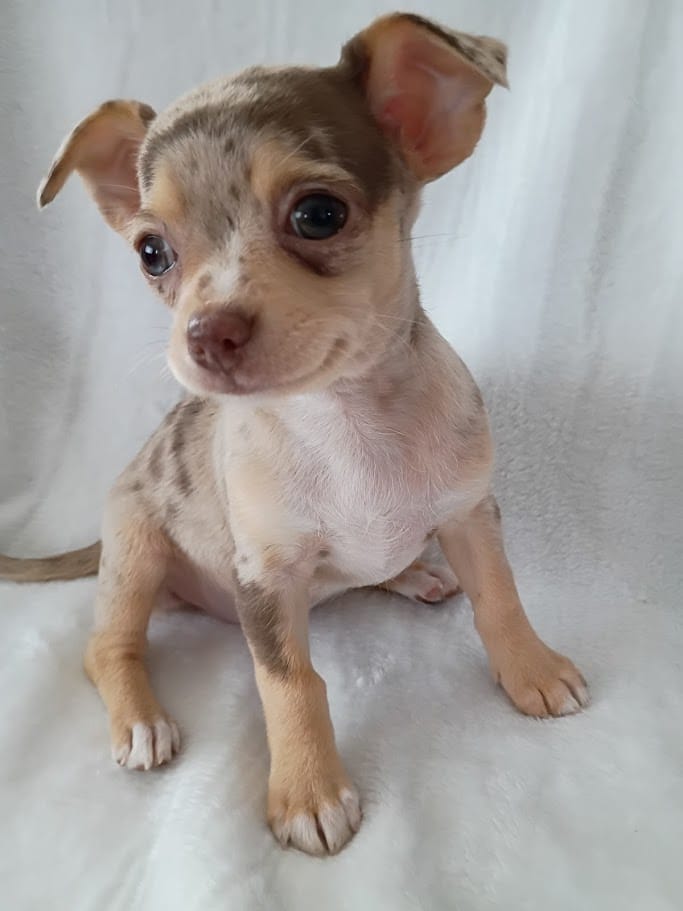f1 – Chihuahua puppy for sale in Hancock, MD
